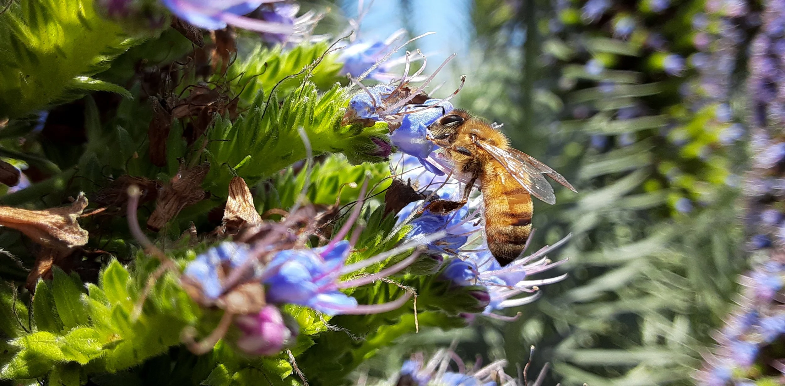 Apis_Mellifera_2.jpg