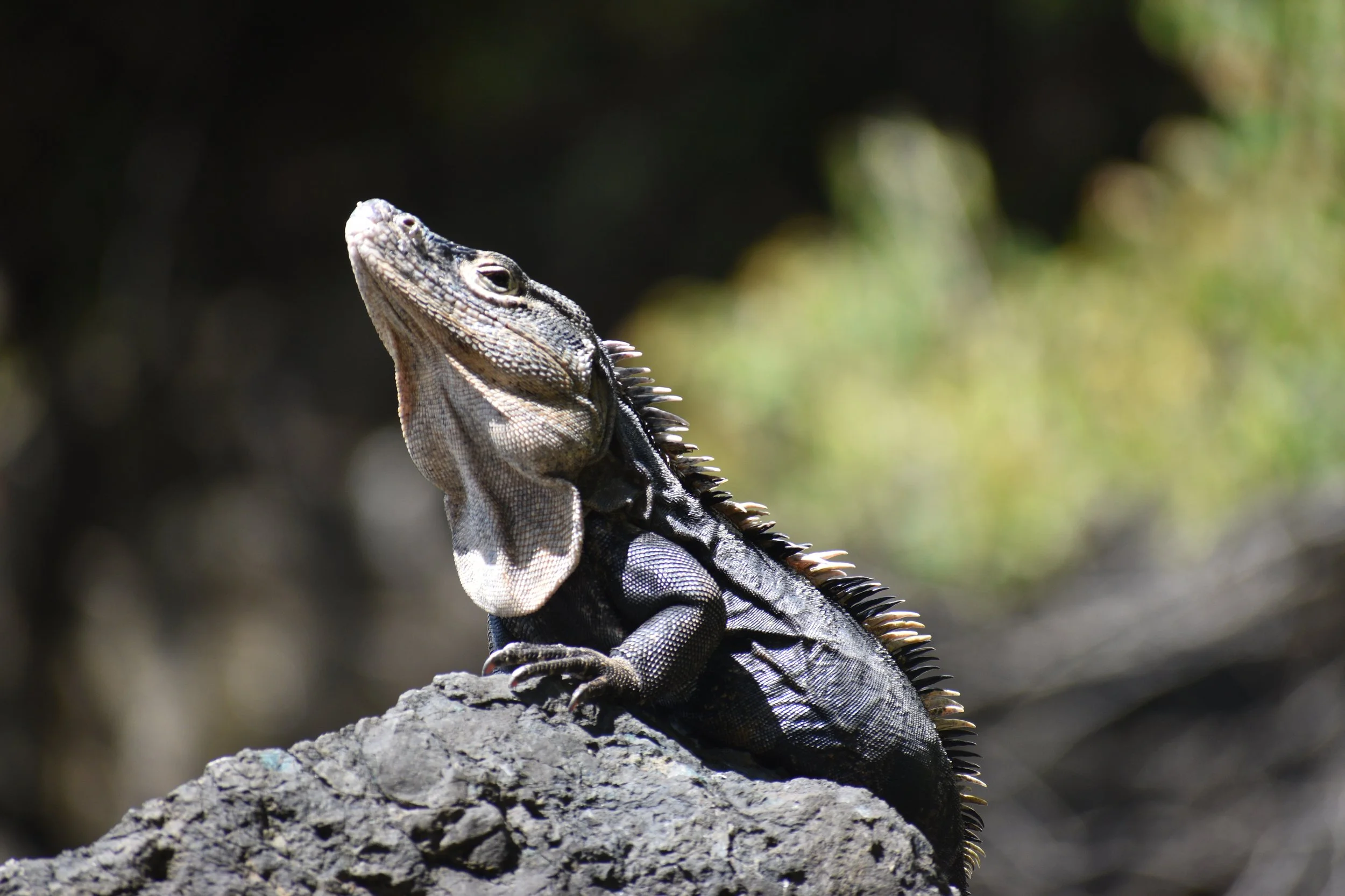 Reptiles & Amphibians