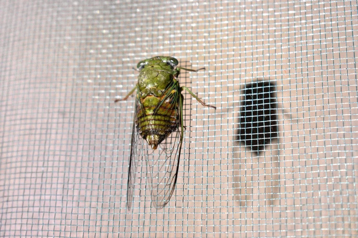 cicada_sm.jpg