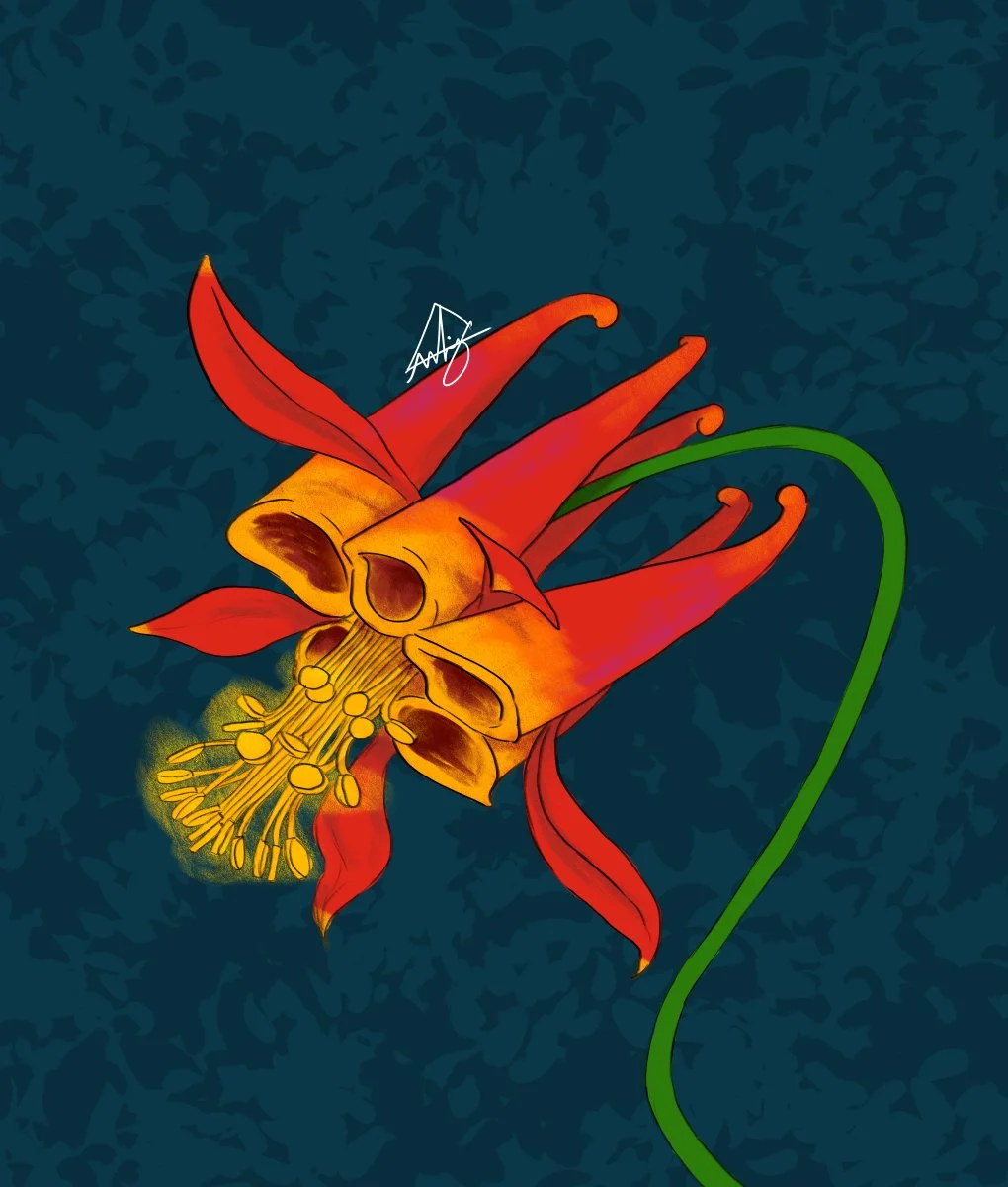 Western Columbine.jpg