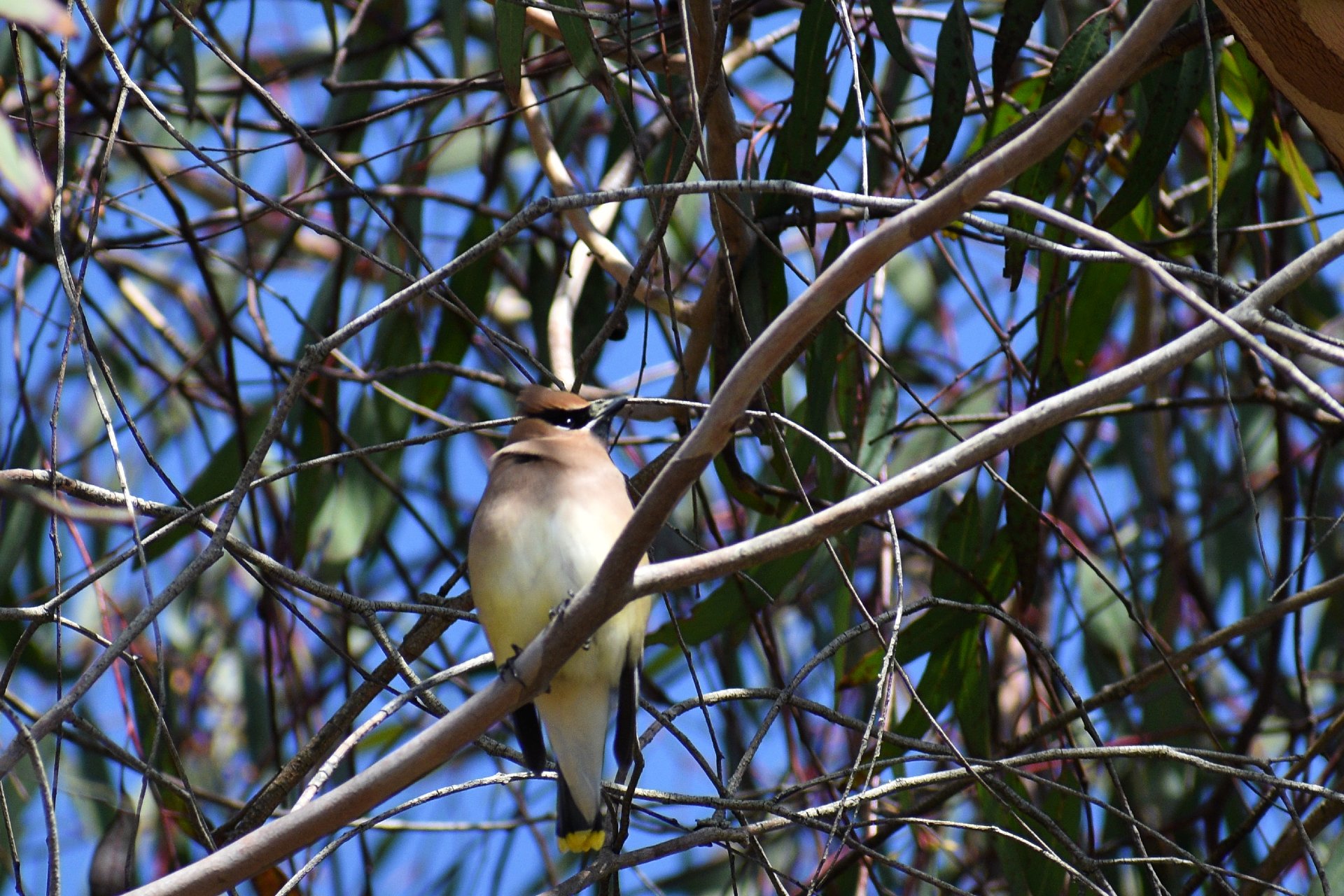 DSC_0392_e.jpg