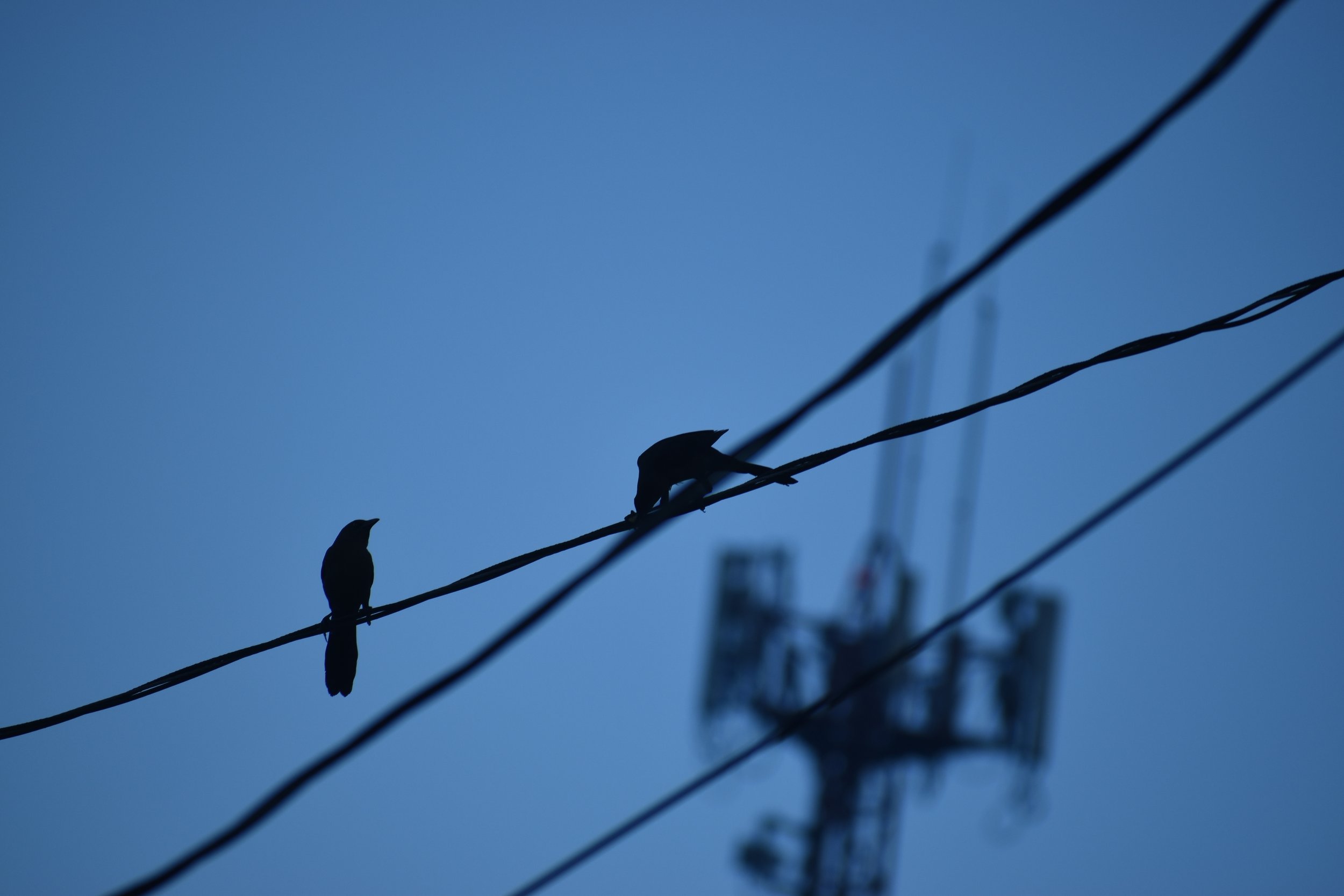 DSC_0319.JPG