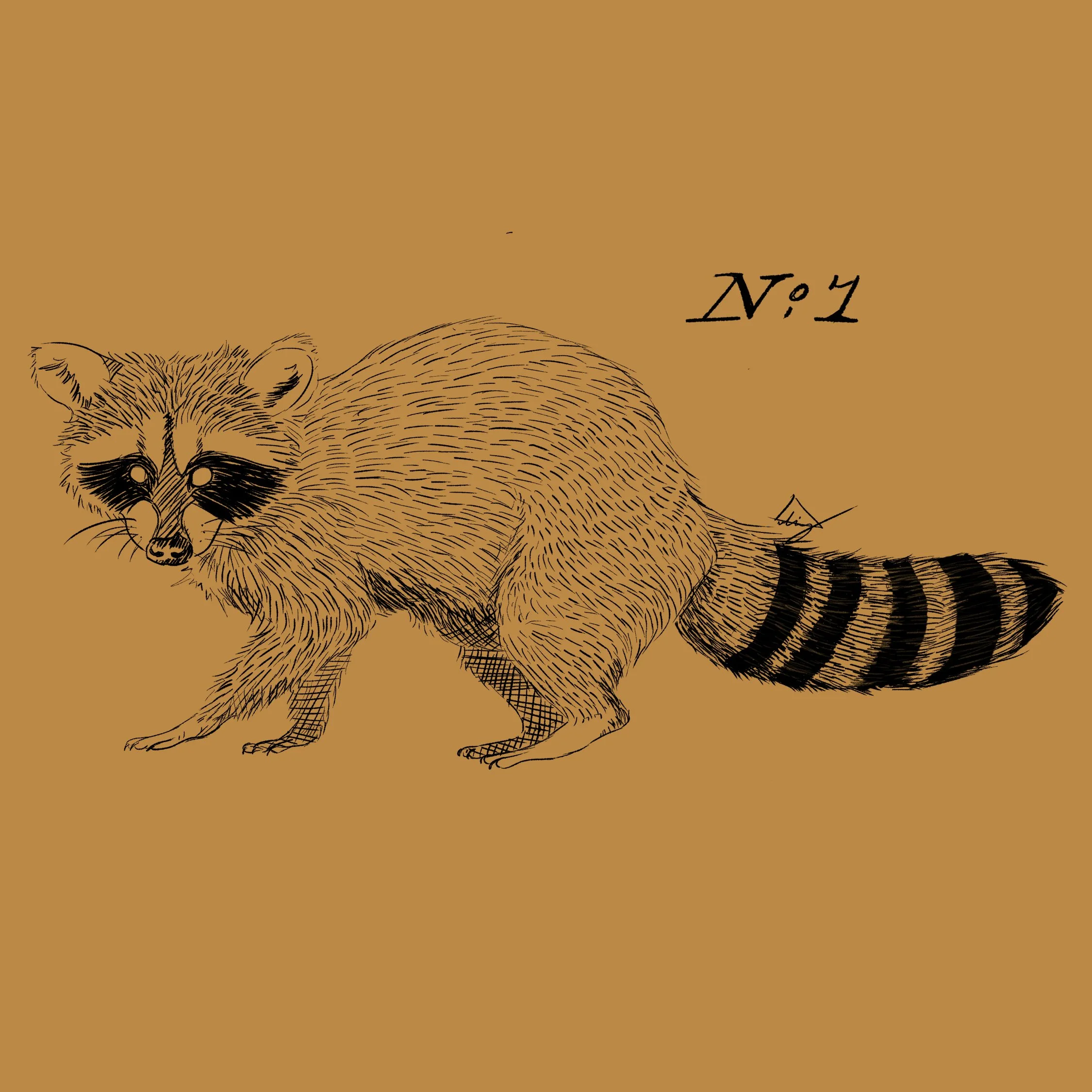 Racoon.jpg