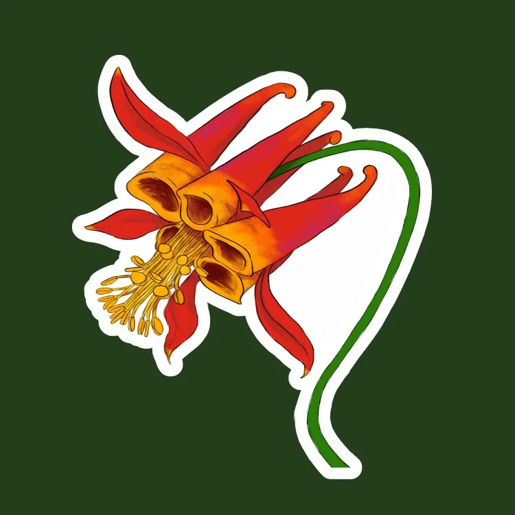 Western Columbine | Waterproof Vinyl Sticker (mini)