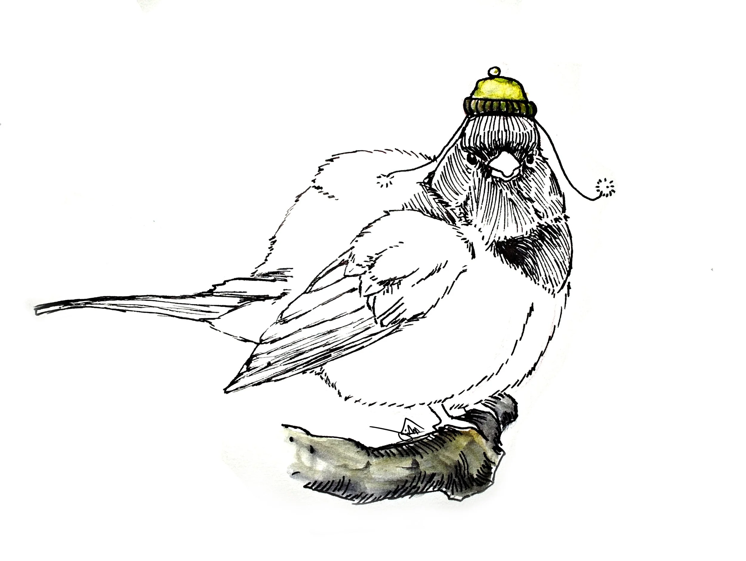 Dark eyed Junco.jpg