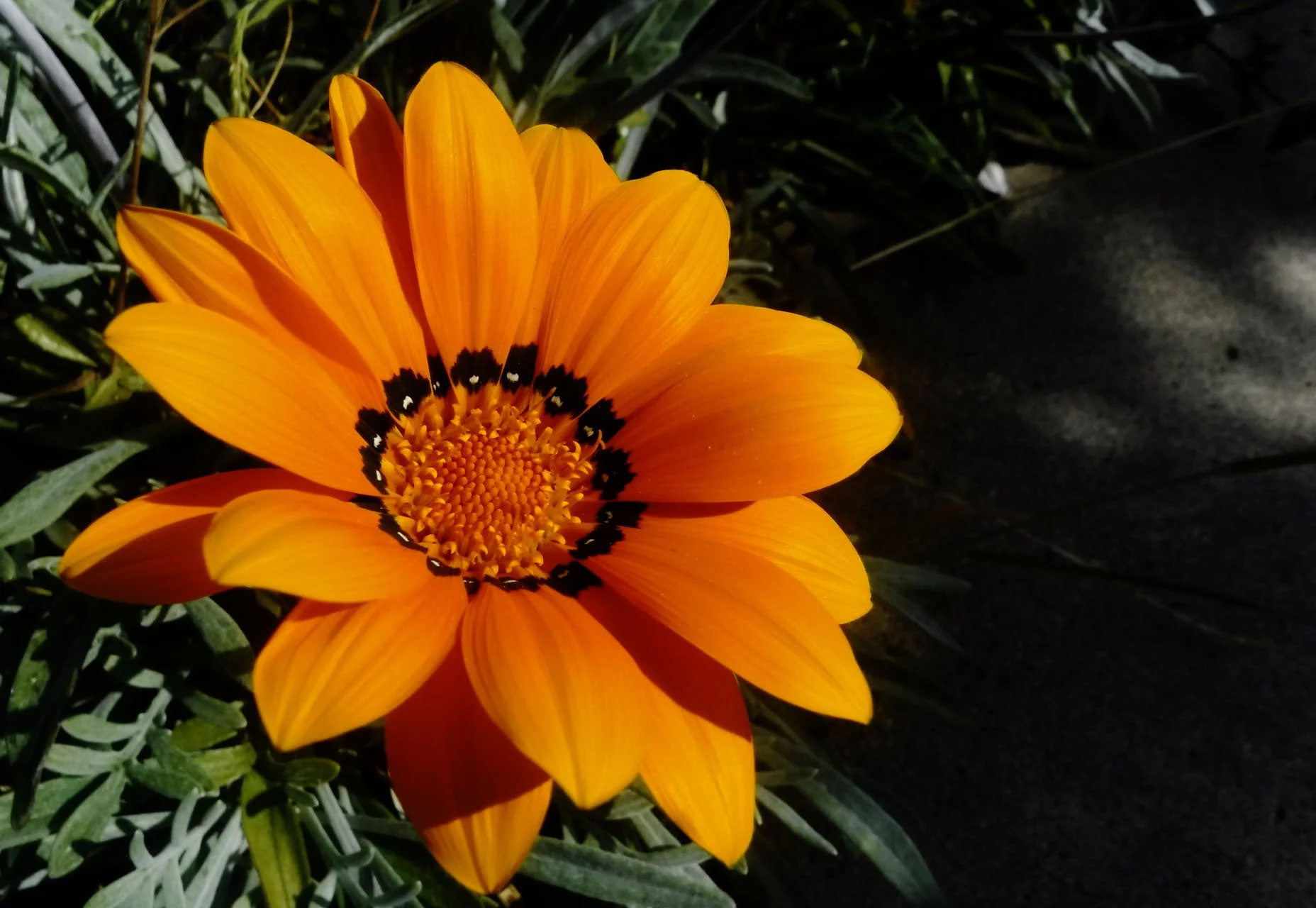 sunny flower.jpg