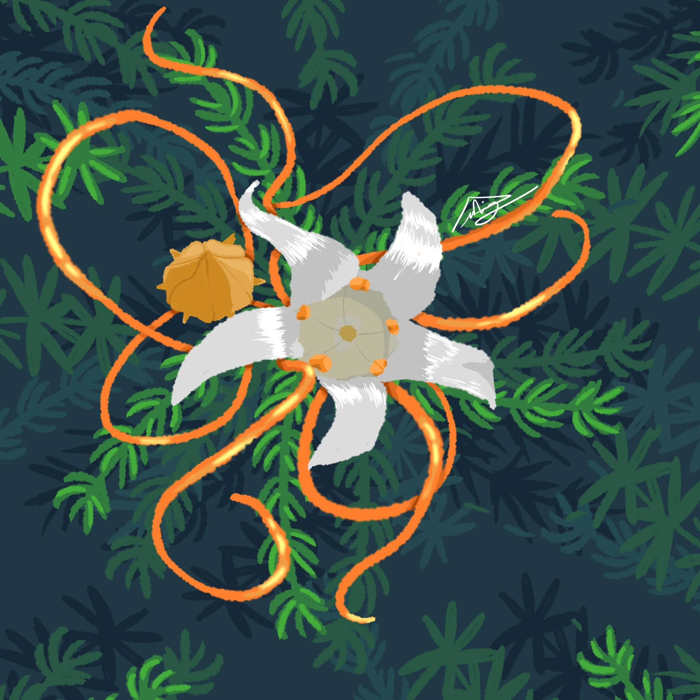 California Dodder.jpg