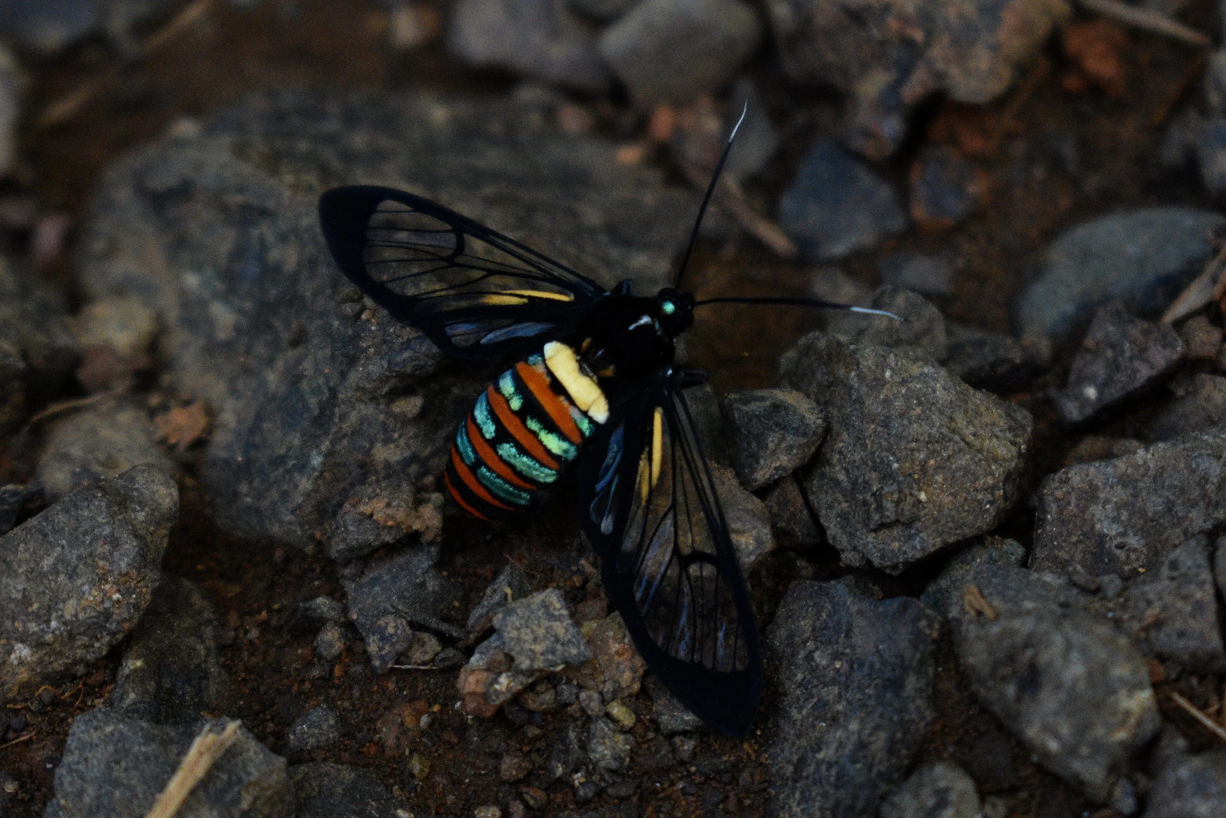 Tiger Moth.jpg