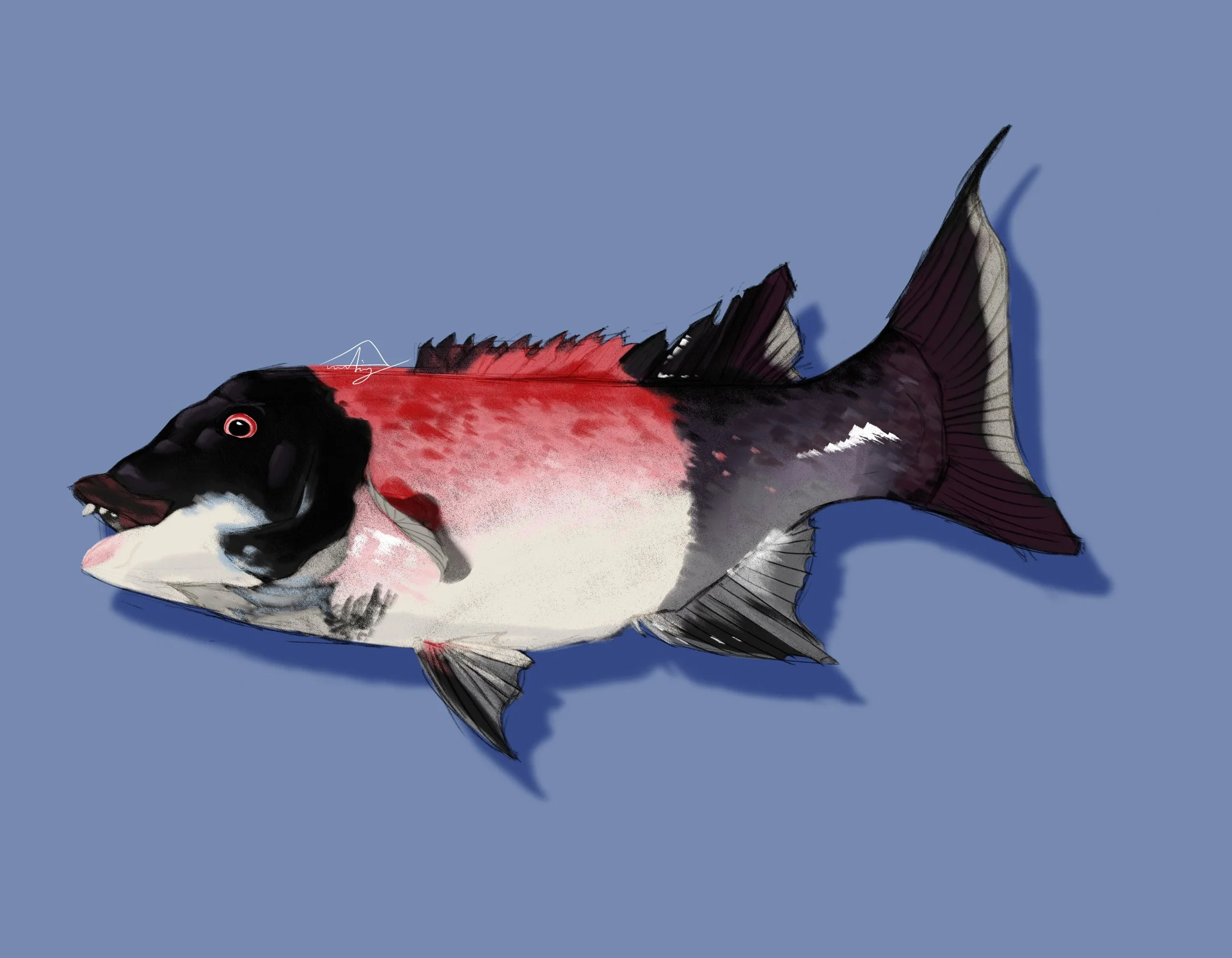 California Sheephead.jpg