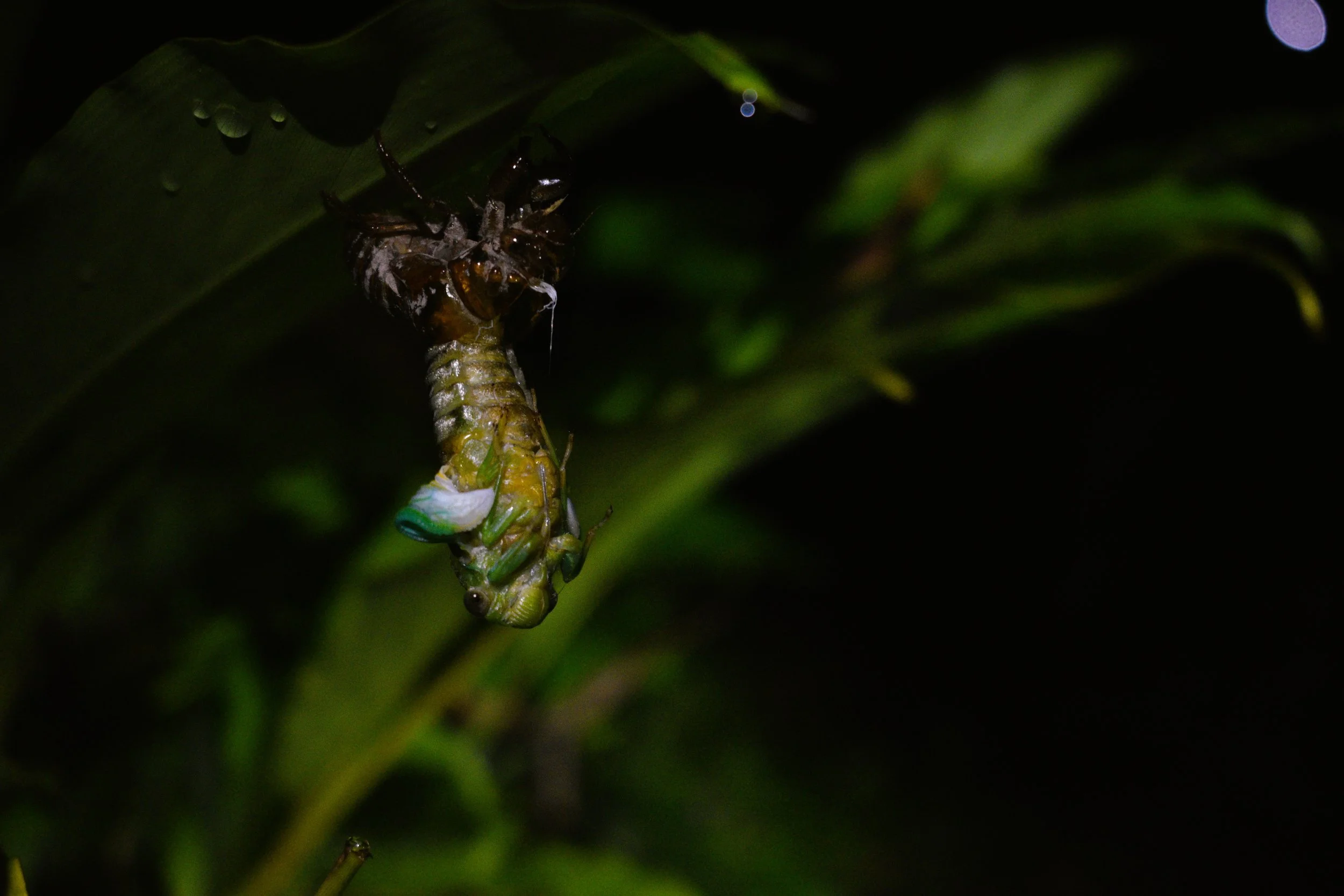 Cicada.JPG