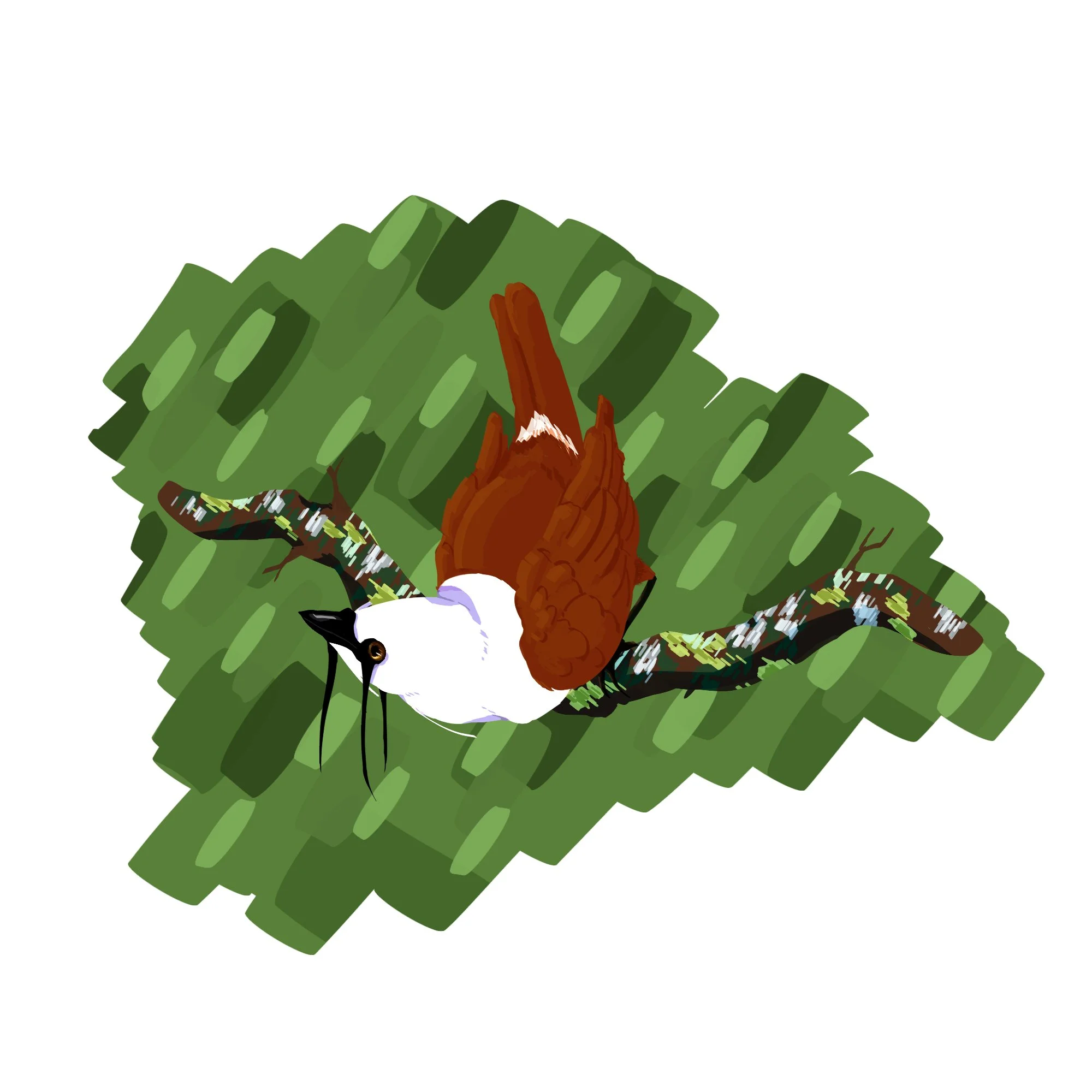 Bell bird (31).jpg