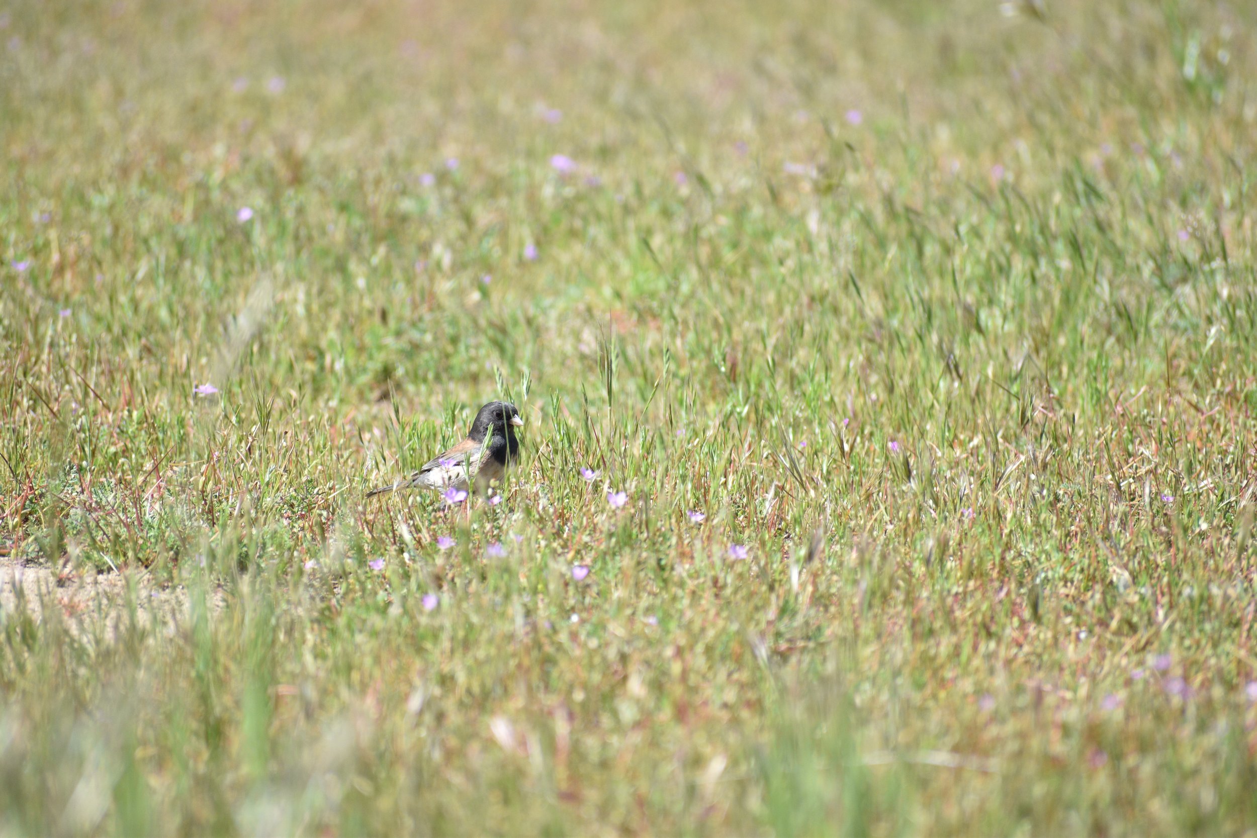 DSC_0433.JPG
