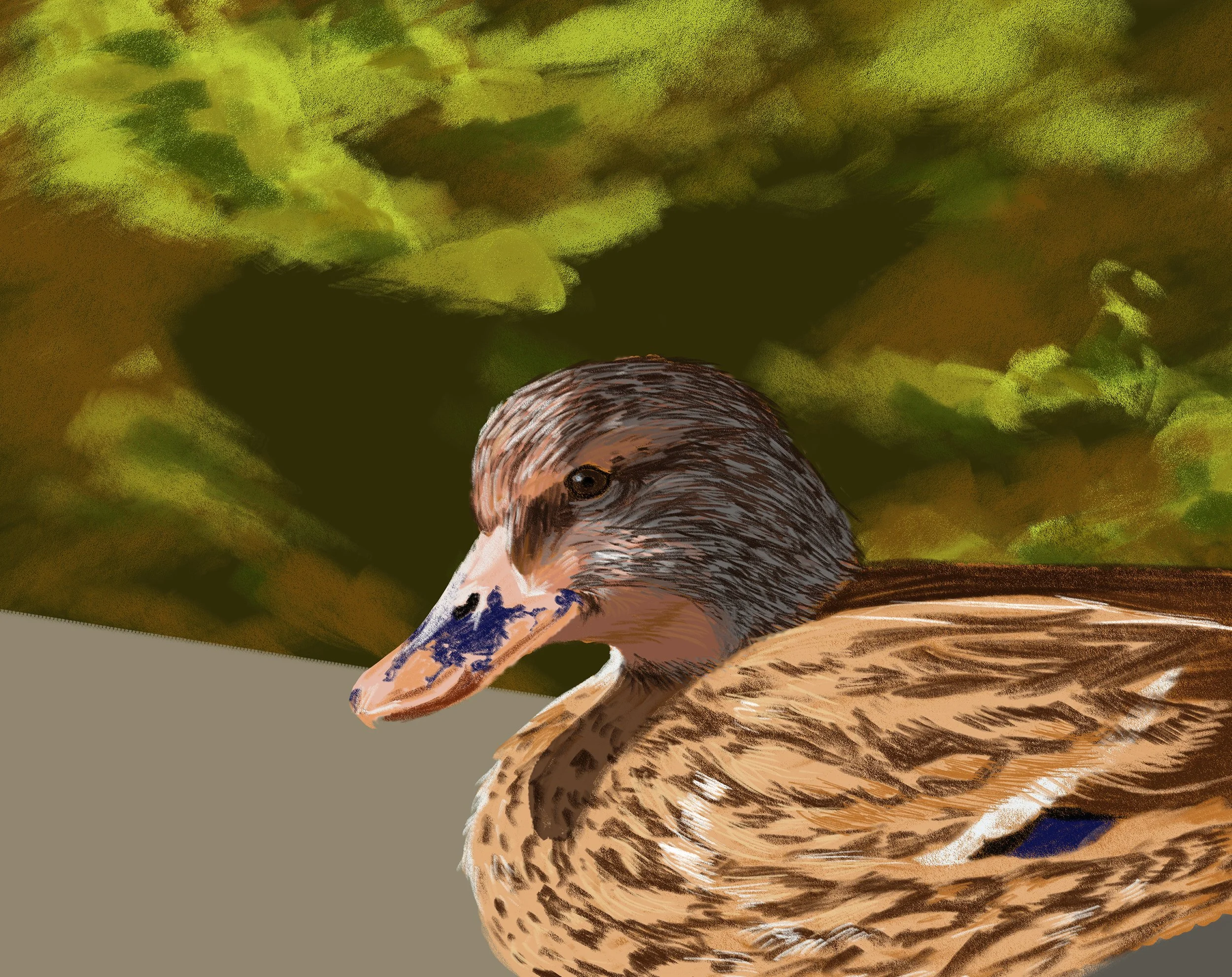 Mallard.jpg