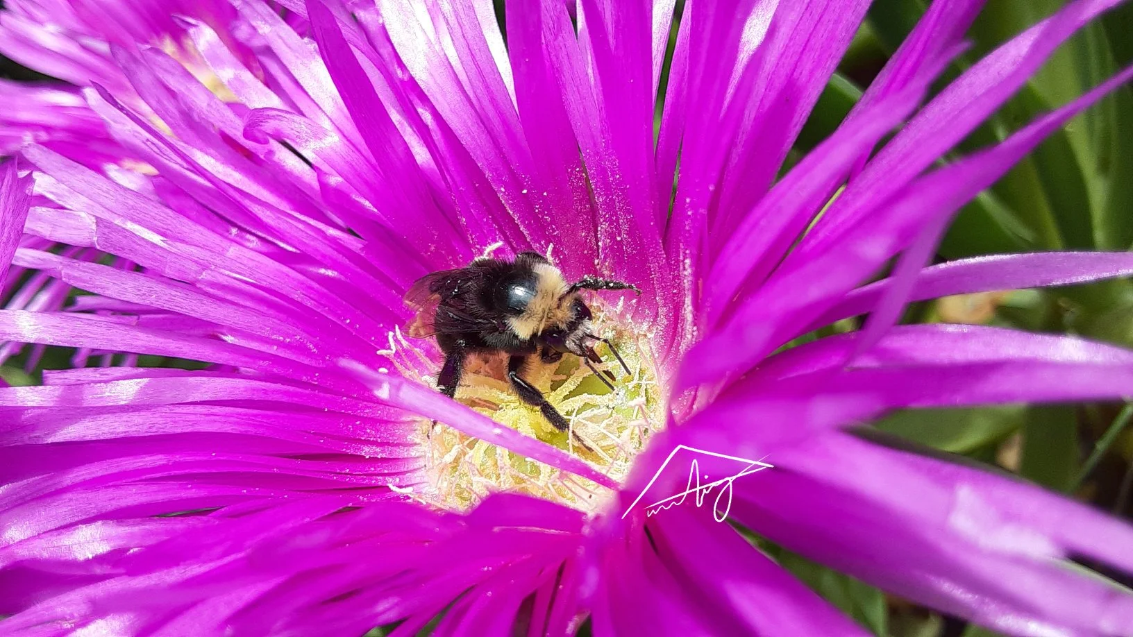 Yellowfaced bumble-pink.jpg