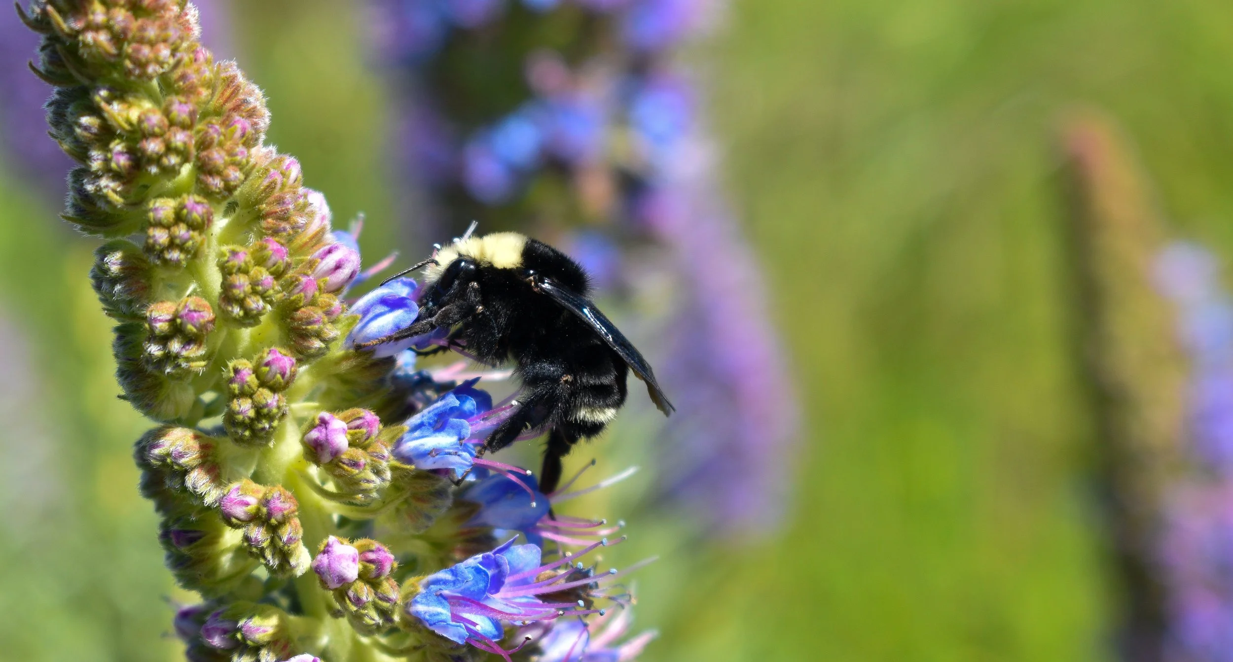 bee.jpg