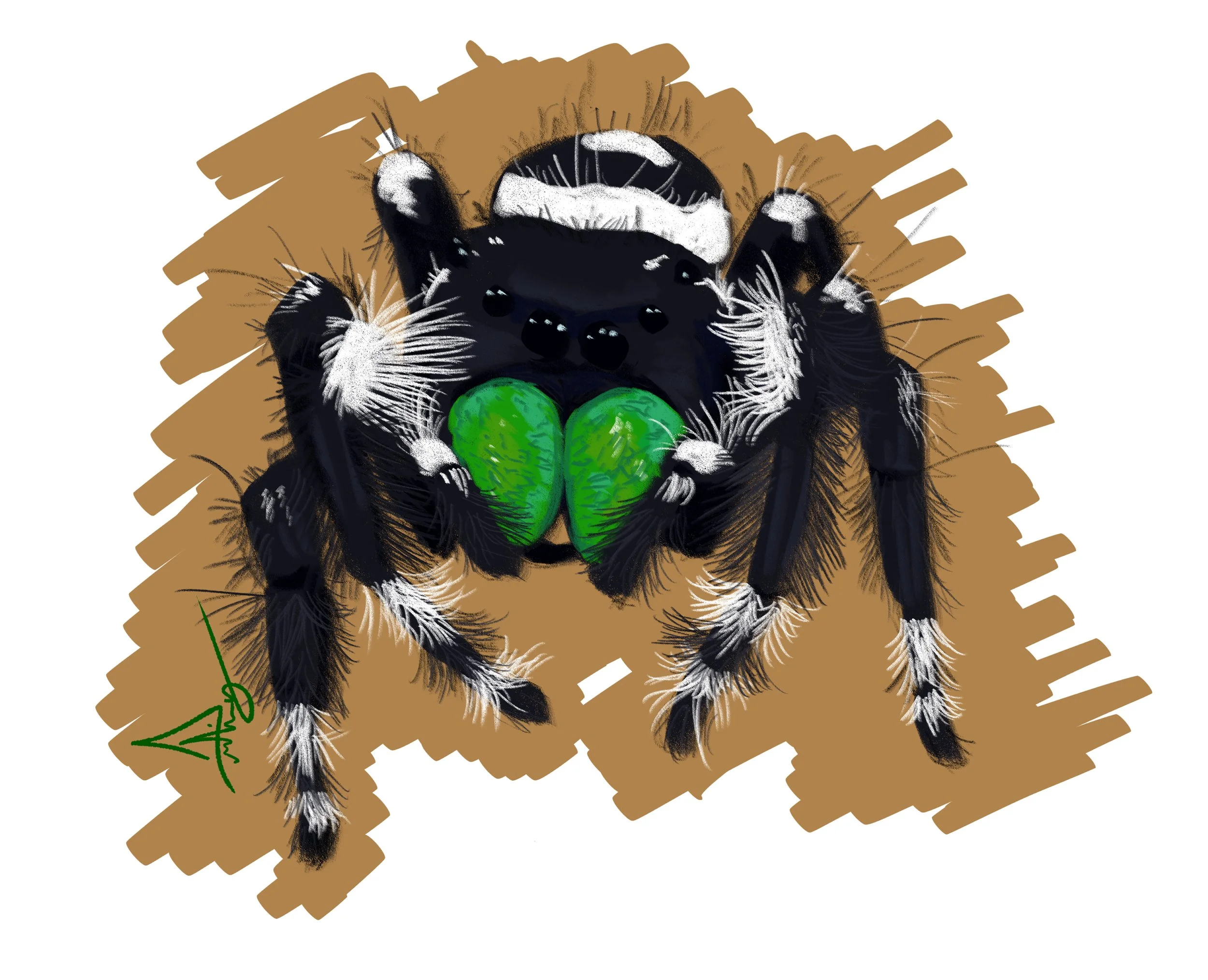Bold Jumping Spider.jpg