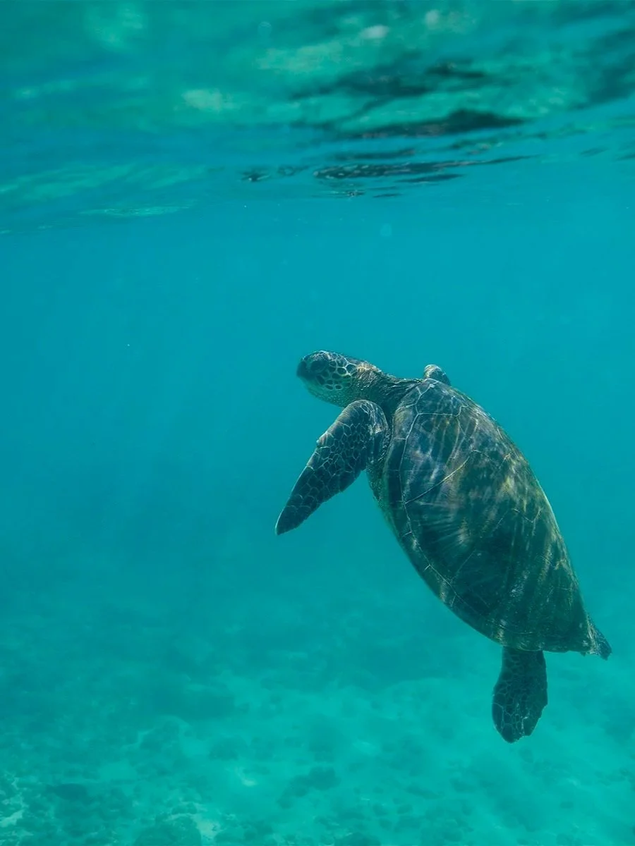 Sea turtle swimming underwater in clear blue water.