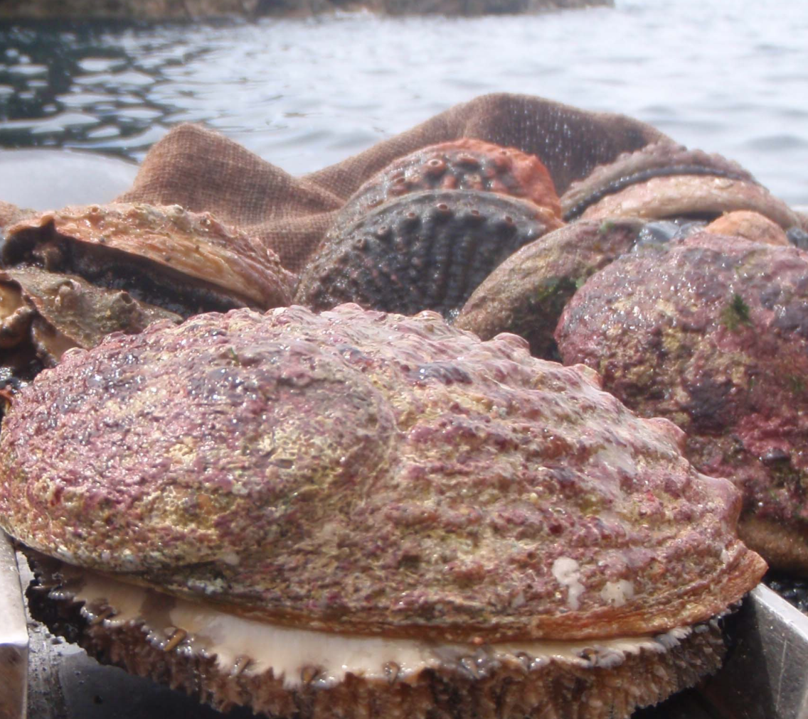 Mallacoota Abalone