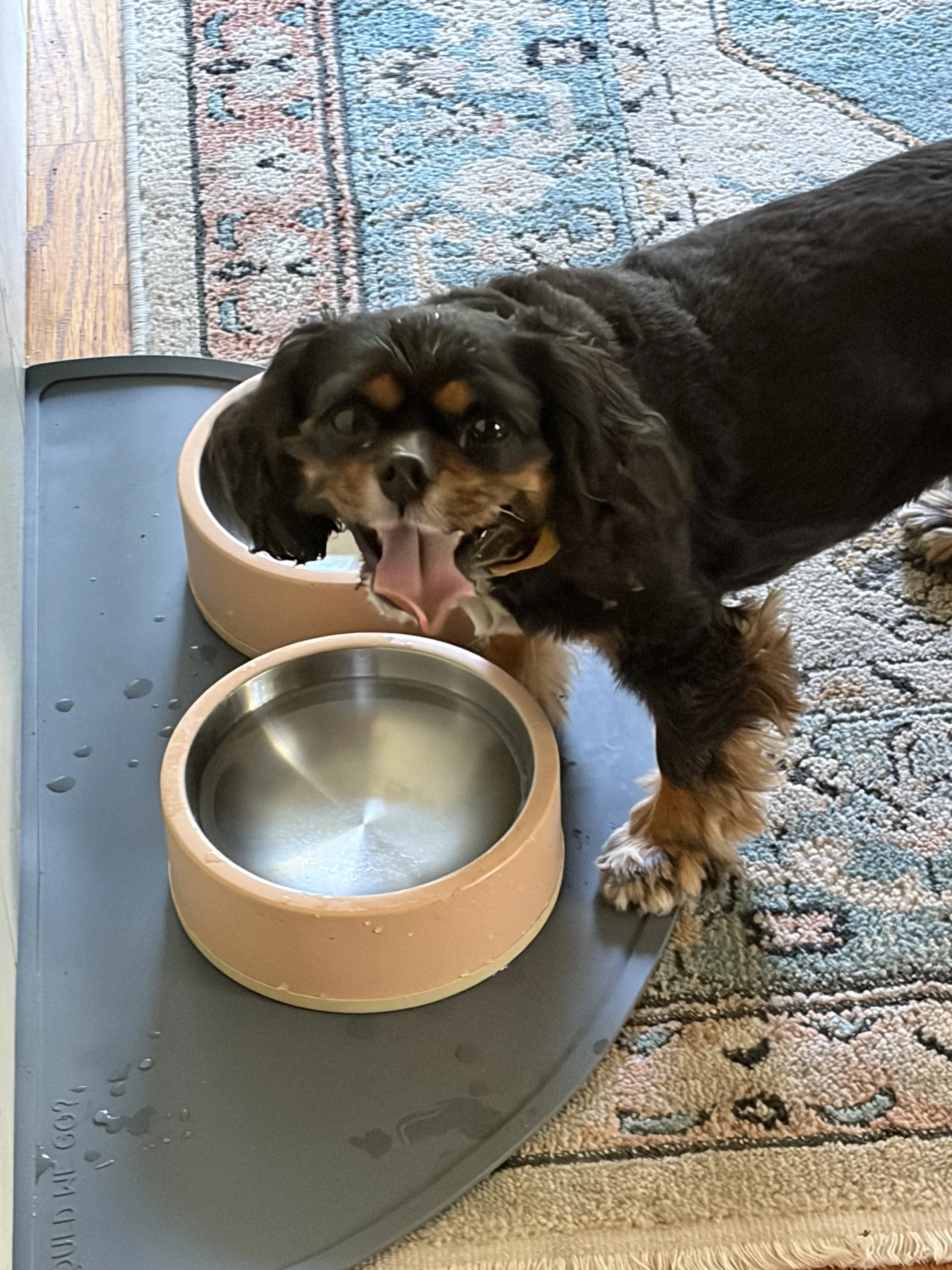A happy black and tan dog yawning in front of a water bowl on a table, with a patterned rug underneath.
