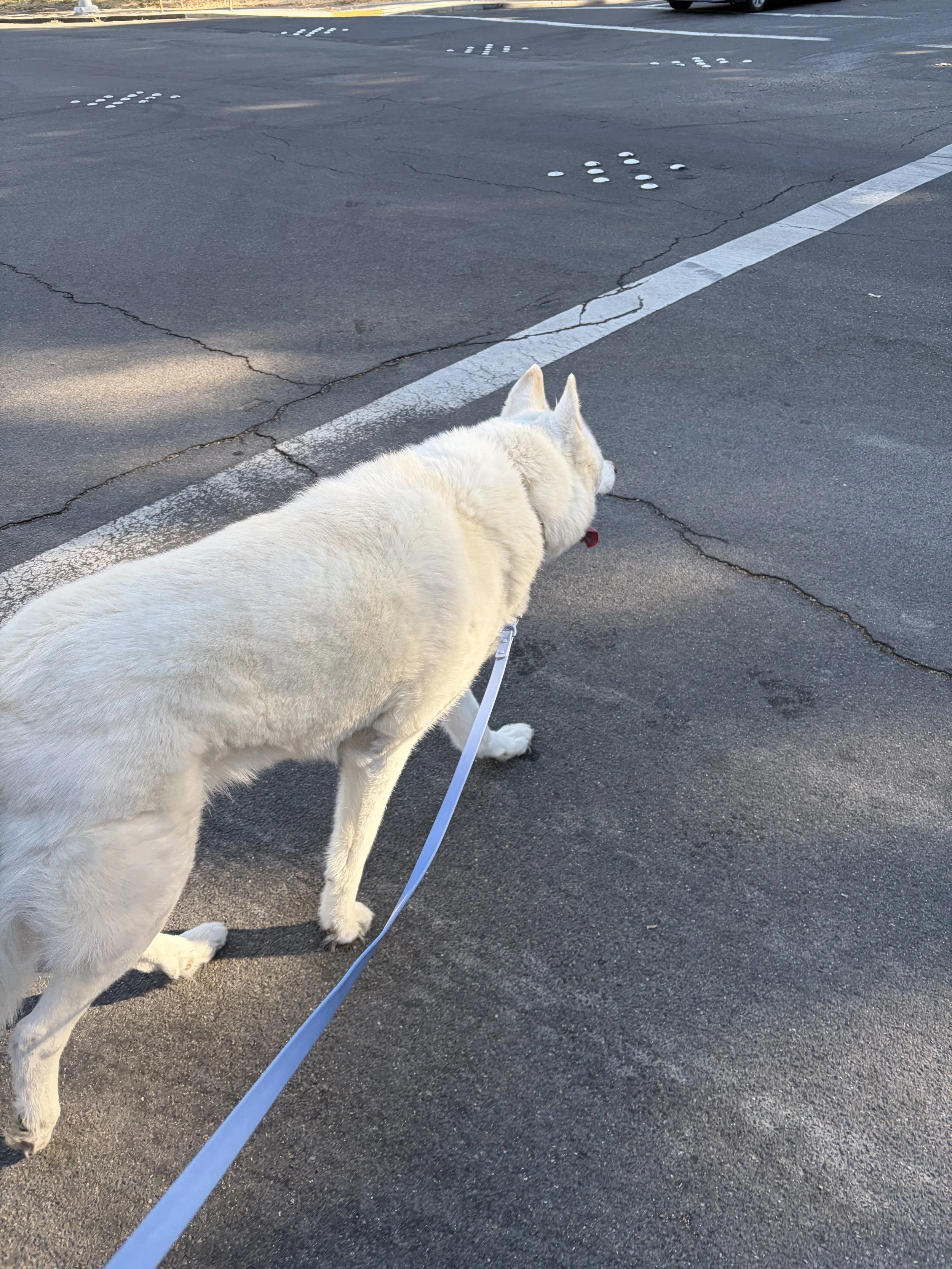 White dog on a leash walking on asphalt with painted parking lot lines, dead pigeons in the background.
