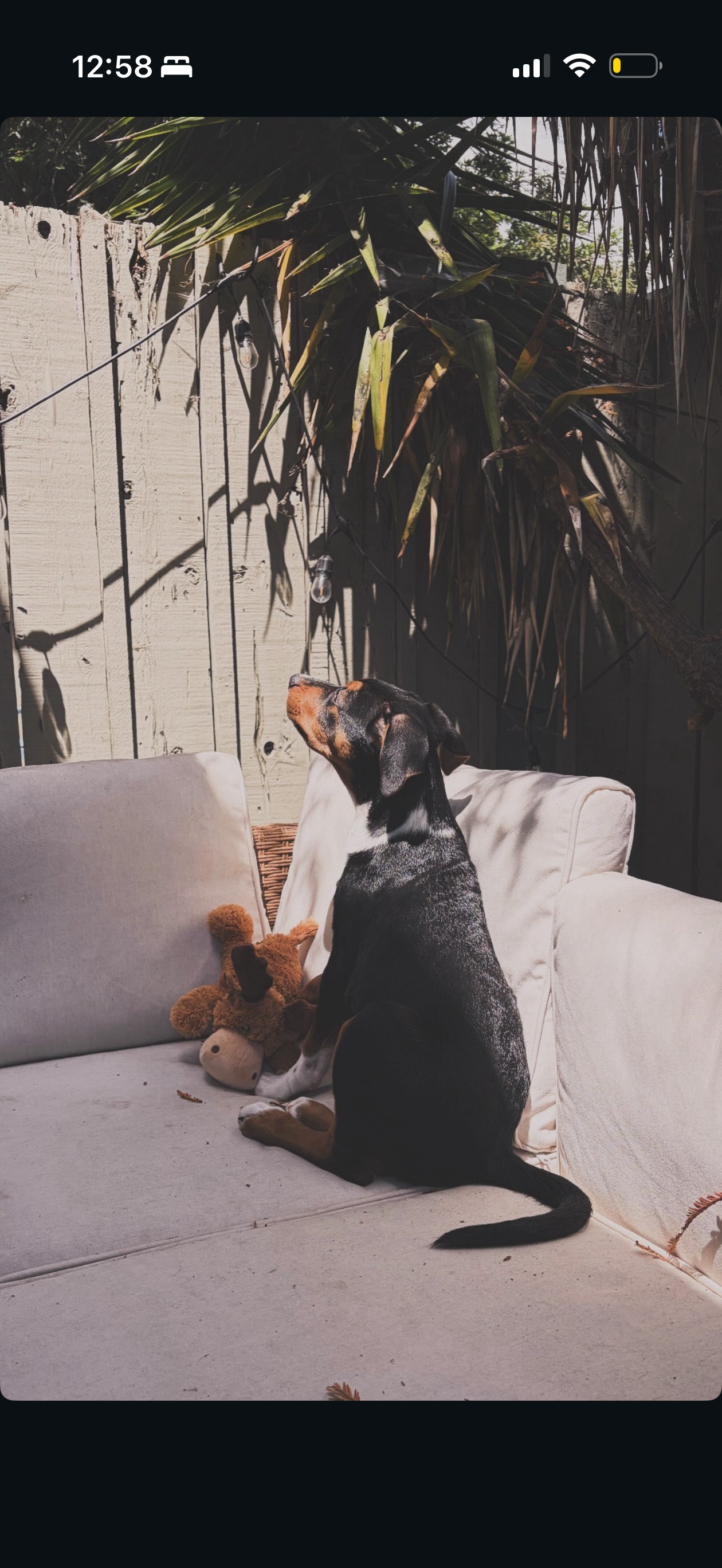 A black and tan dog sitting on a outdoor sofa next to a teddy bear, with a wooden fence, string lights, and tropical plants in the background.
