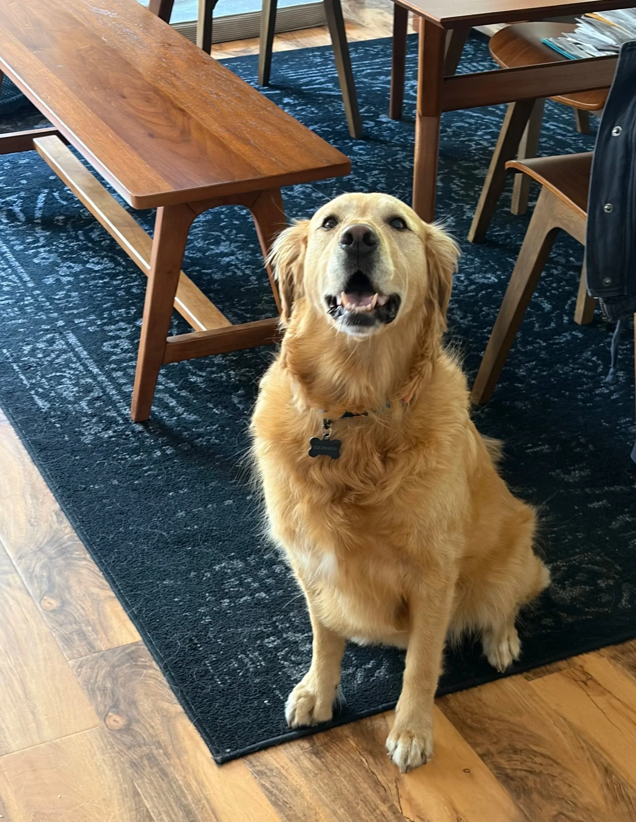 A yellow Labrador retriever dog with a black collar sitting on a wooden floor next to a dark blue area rug and wooden dining tables and chairs in a room with large windows.