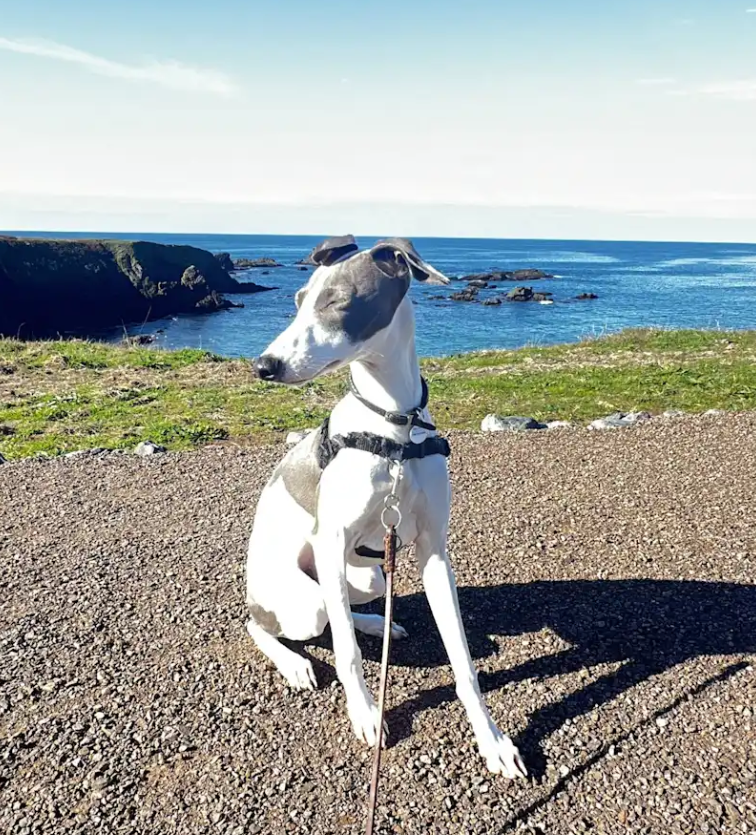 Dog sitting on a coastal pathway with ocean and cliffs in the background, sunny day.