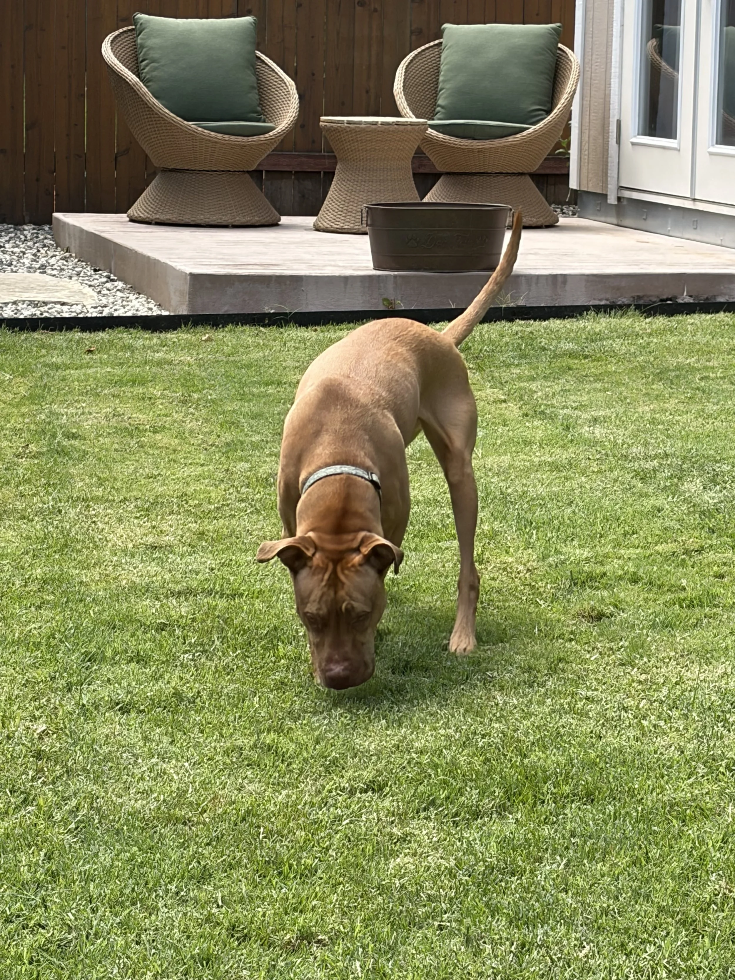 A brown dog with a gray collar is sniffing the grass in a backyard, with a patio and outdoor furniture in the background.