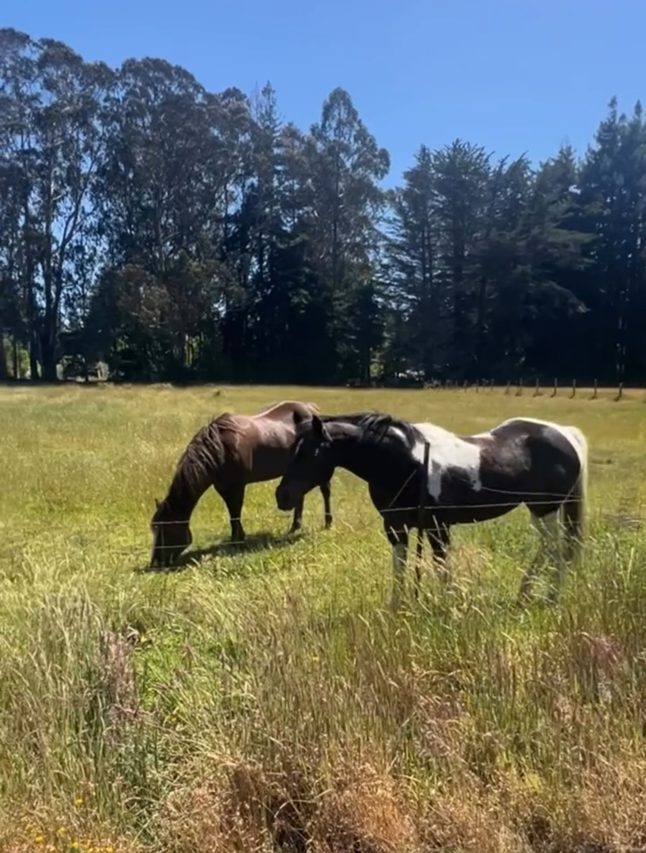 Two horses grazing on a grassy field with trees in the background and a clear blue sky.