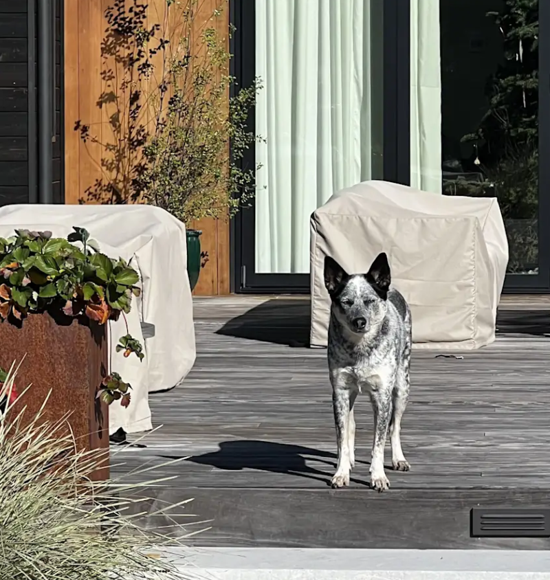 A black and white dog standing on a wooden deck outside a house with large glass doors, surrounded by potted plants and outdoor furniture covered with white protective covers.