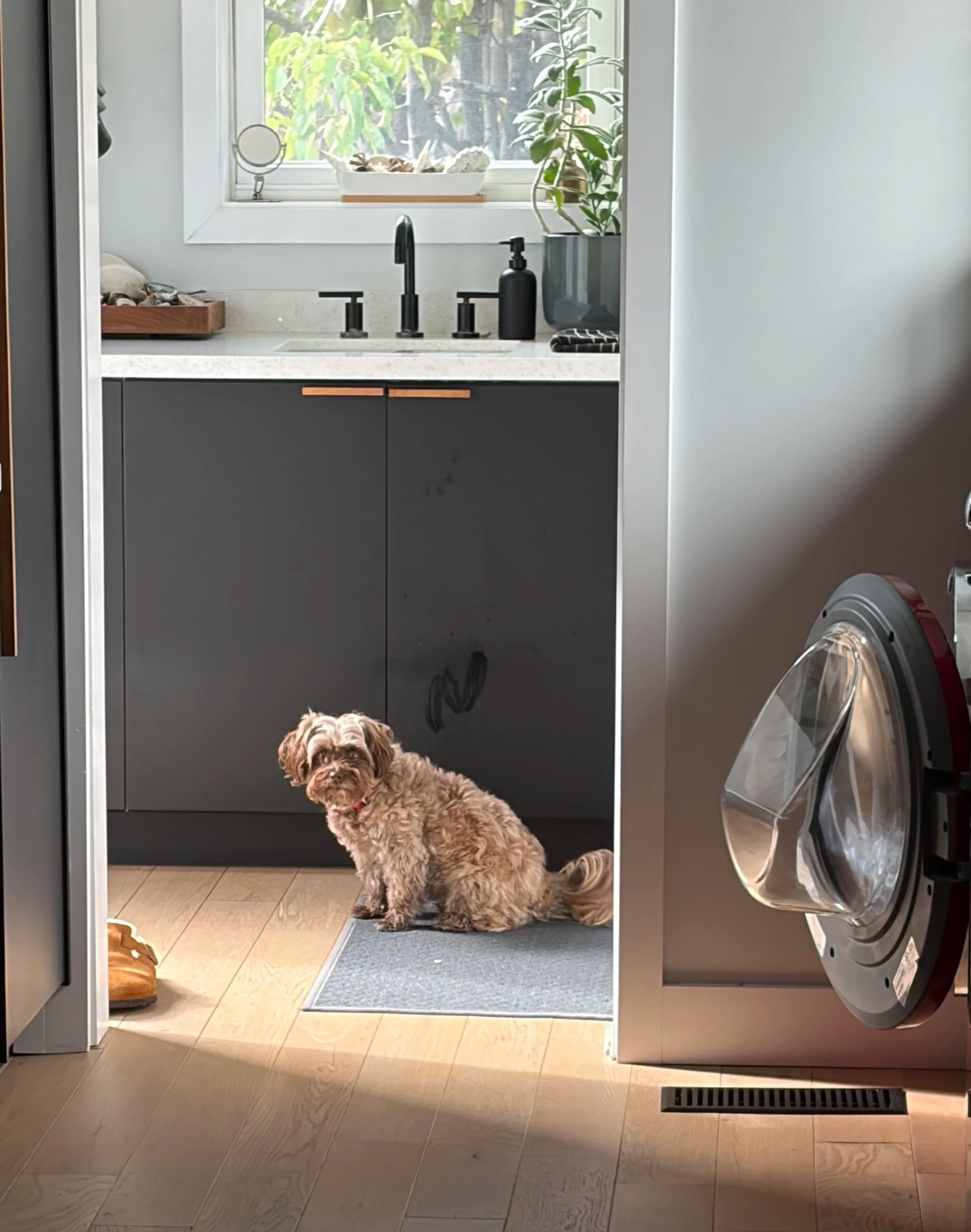 A brown dog with curly fur sitting on a gray mat in front of a kitchen sink, seen through a doorway. The kitchen has black cabinets, a window with plants outside, a black sink faucet, and a black soap dispenser. To the right, a washing machine is partially visible. The floor is light wood, and a small dog bed is seen on the floor to the left.