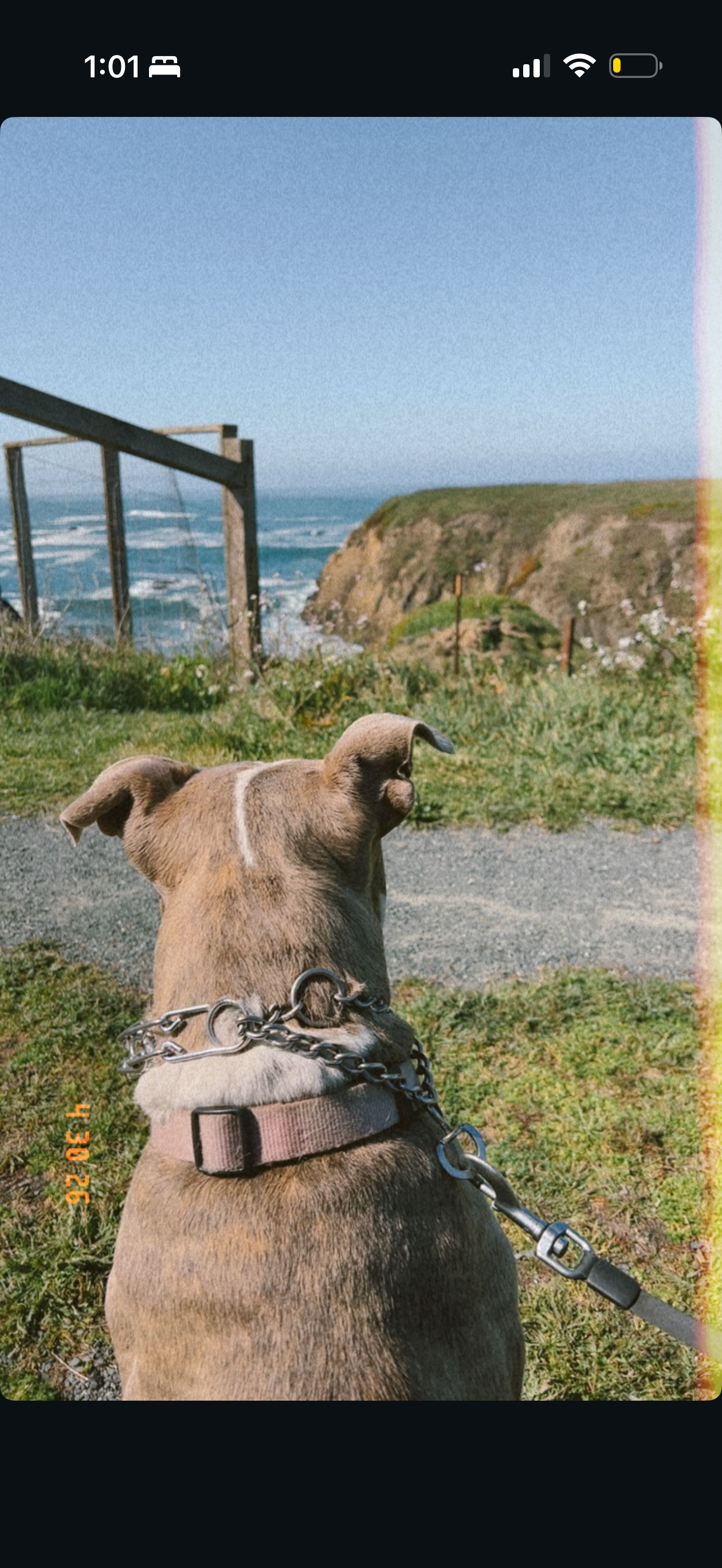 A brindle-colored dog on a leash sits on grass overlooking a coastal cliff with ocean waves and a fence in the background.