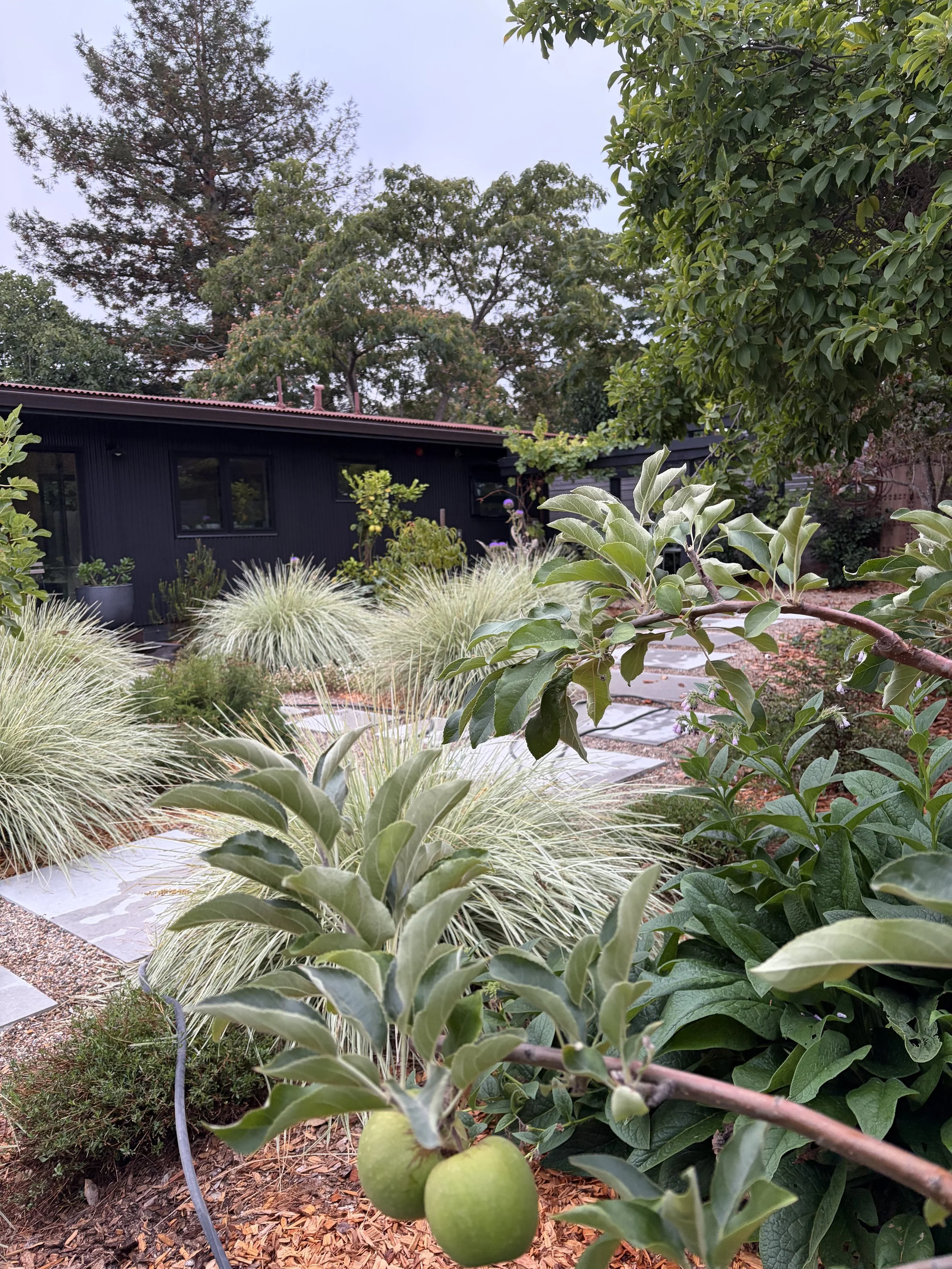 A backyard garden with various plants, including a small unripe apple hanging from a tree branch in the foreground, and a black house with large windows and a metal roof in the background, surrounded by tall trees and shrubs.
