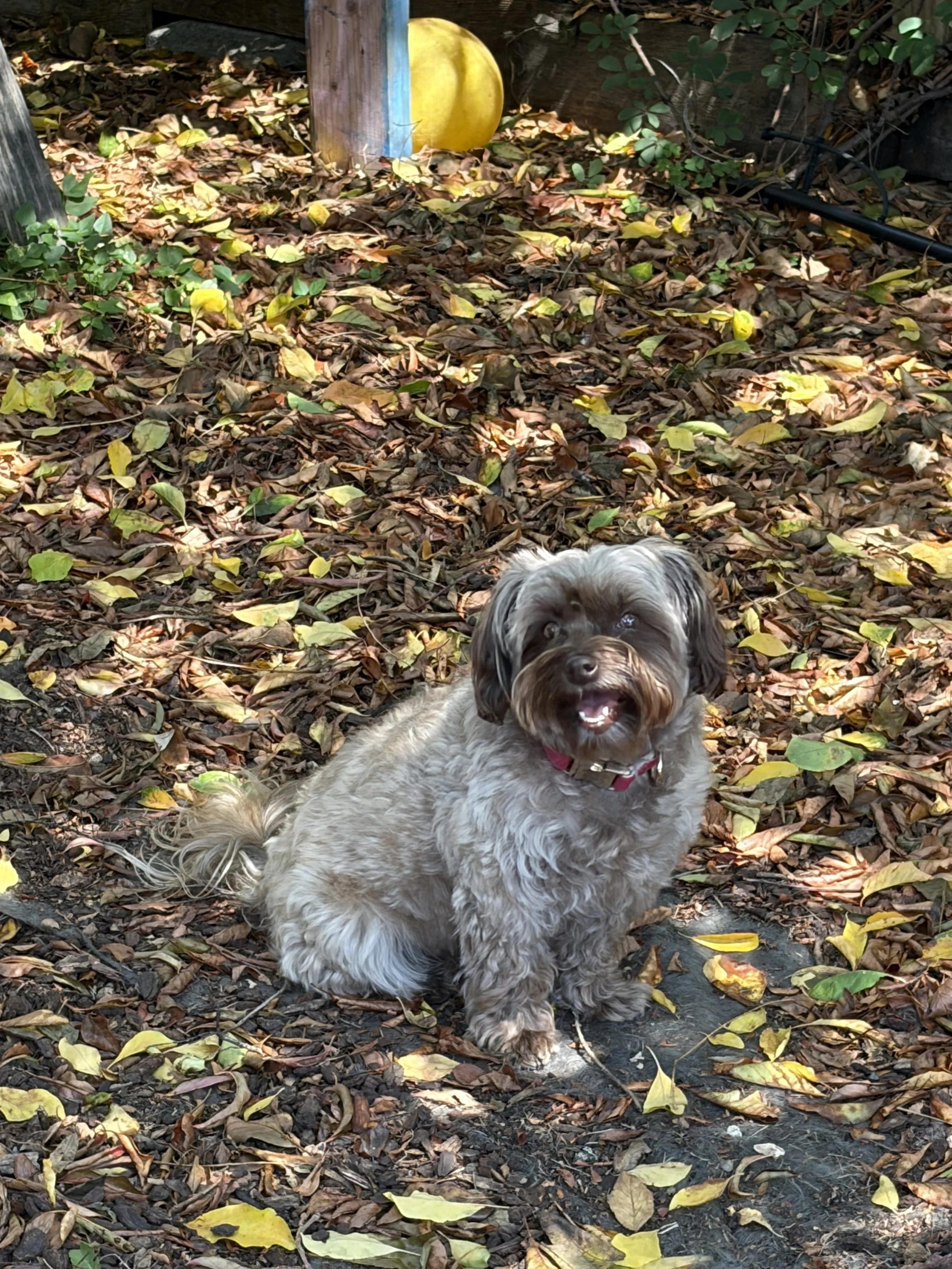 A small curly-haired dog with a brown face and light-colored body sitting on a leaf-covered ground outdoors, smiling with its mouth open. There are trees and bushes in the background, and sunlight is filtering through the leaves.