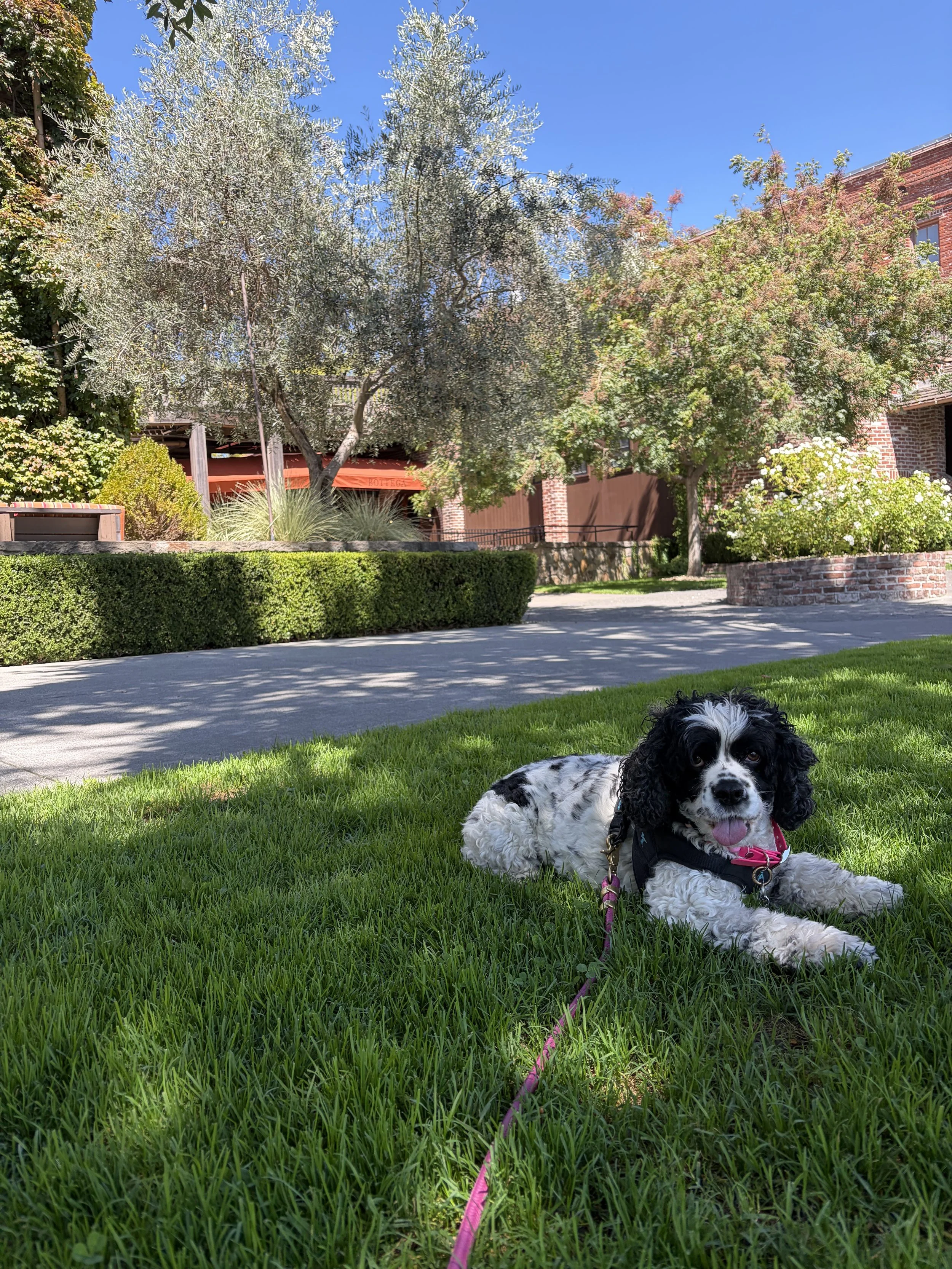 A black and white dog with curly fur lying on green grass, wearing a pink collar and harness, with trees and a brick building in the background under a clear blue sky.