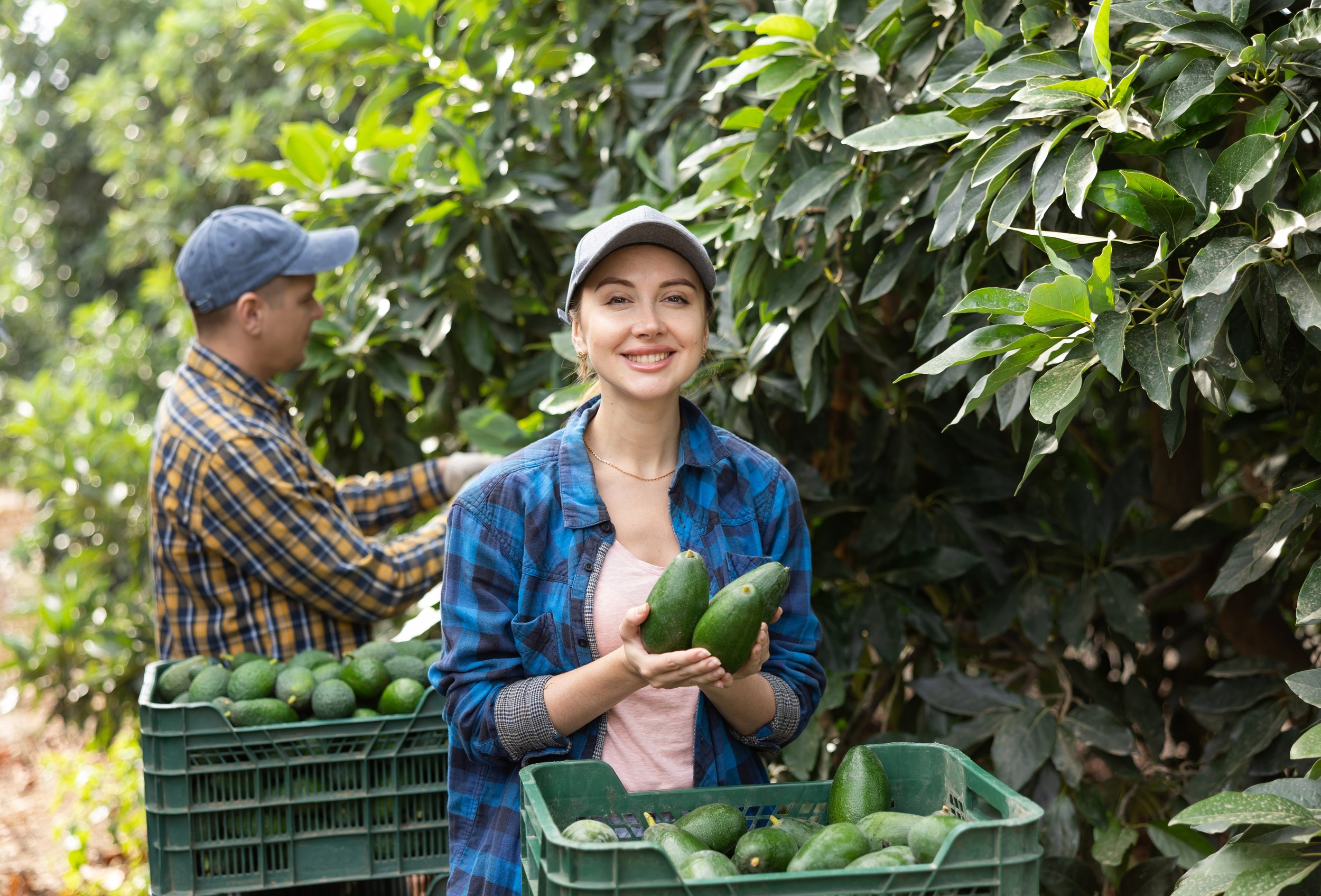Two people harvesting avocados in a lush green orchard, one woman smiling and holding a few avocados, with a basket of more avocados beside her.