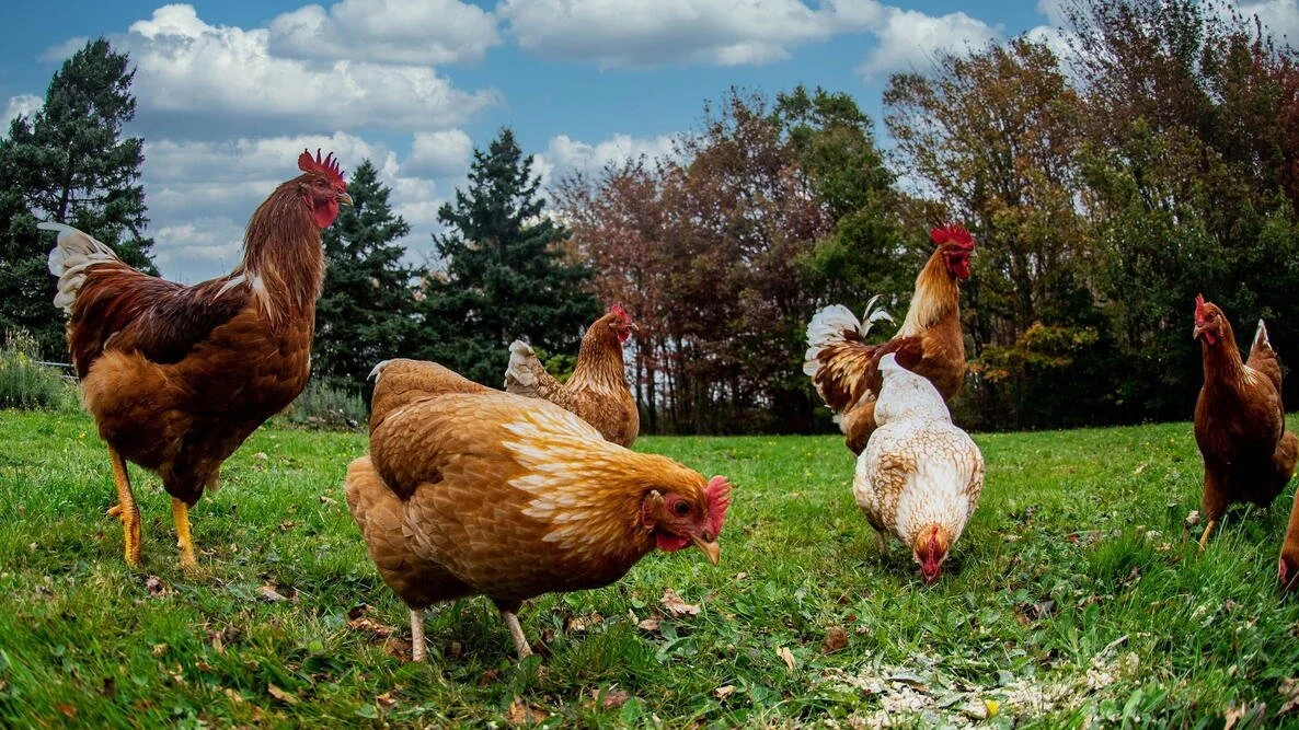 Group of chickens pecking at grass in a grassy field with trees and a cloudy sky in the background.