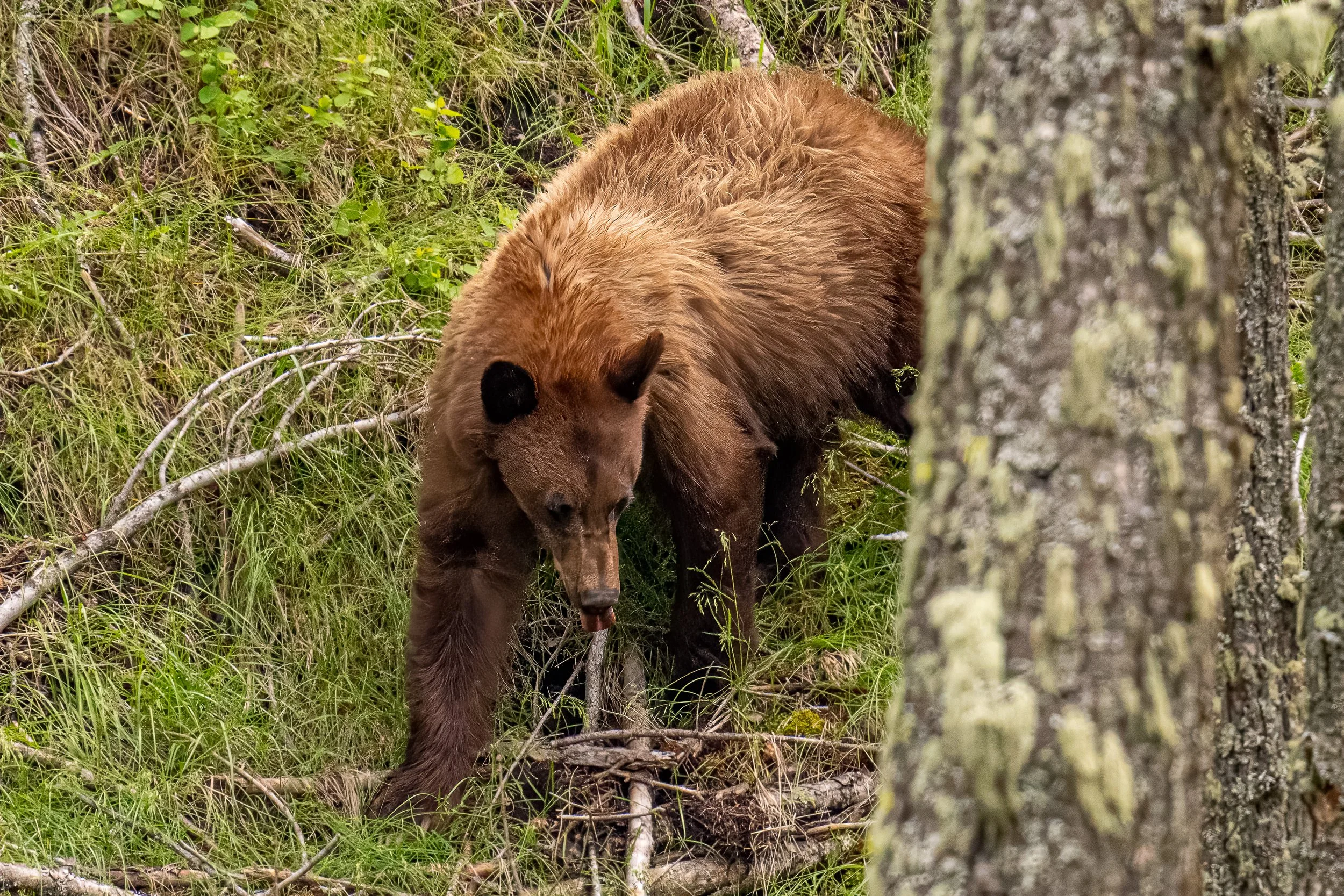 DSC09455-Edit.JPG