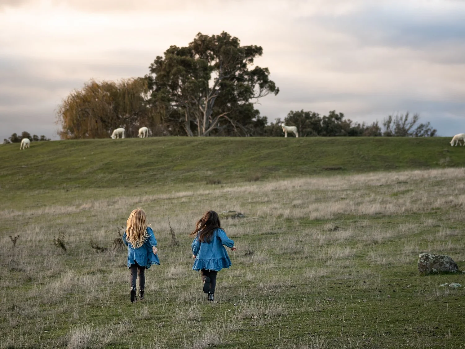 Two young girls in blue dresses running on a grassy field towards grazing white cows on a hillside, with trees and a cloudy sky in the background.