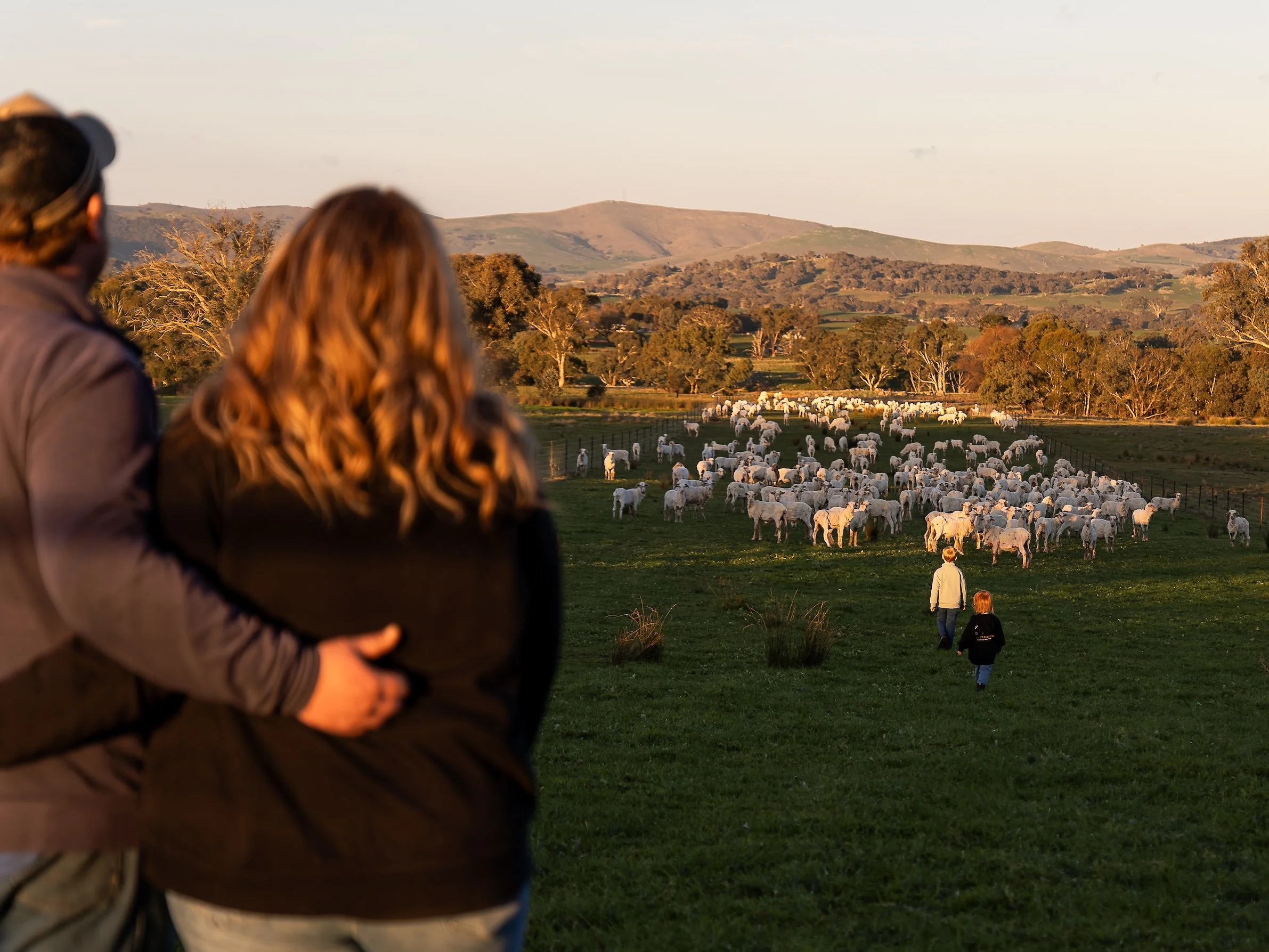 A scenic view of a rural landscape with rolling hills, trees, and a flock of sheep within a fenced area. There are two people walking in the foreground on grassy terrain during what appears to be late afternoon or early evening.