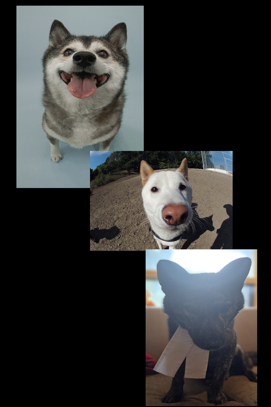 Three dogs and one cat. The first dog is a Siberian Husky with a happy expression, open mouth, and tongue out. The second dog is a white dog with pointy ears and a snout, outdoors on a dirt surface. The third animal is a black cat with a white ribbon around its neck, sitting inside with a blurred background.