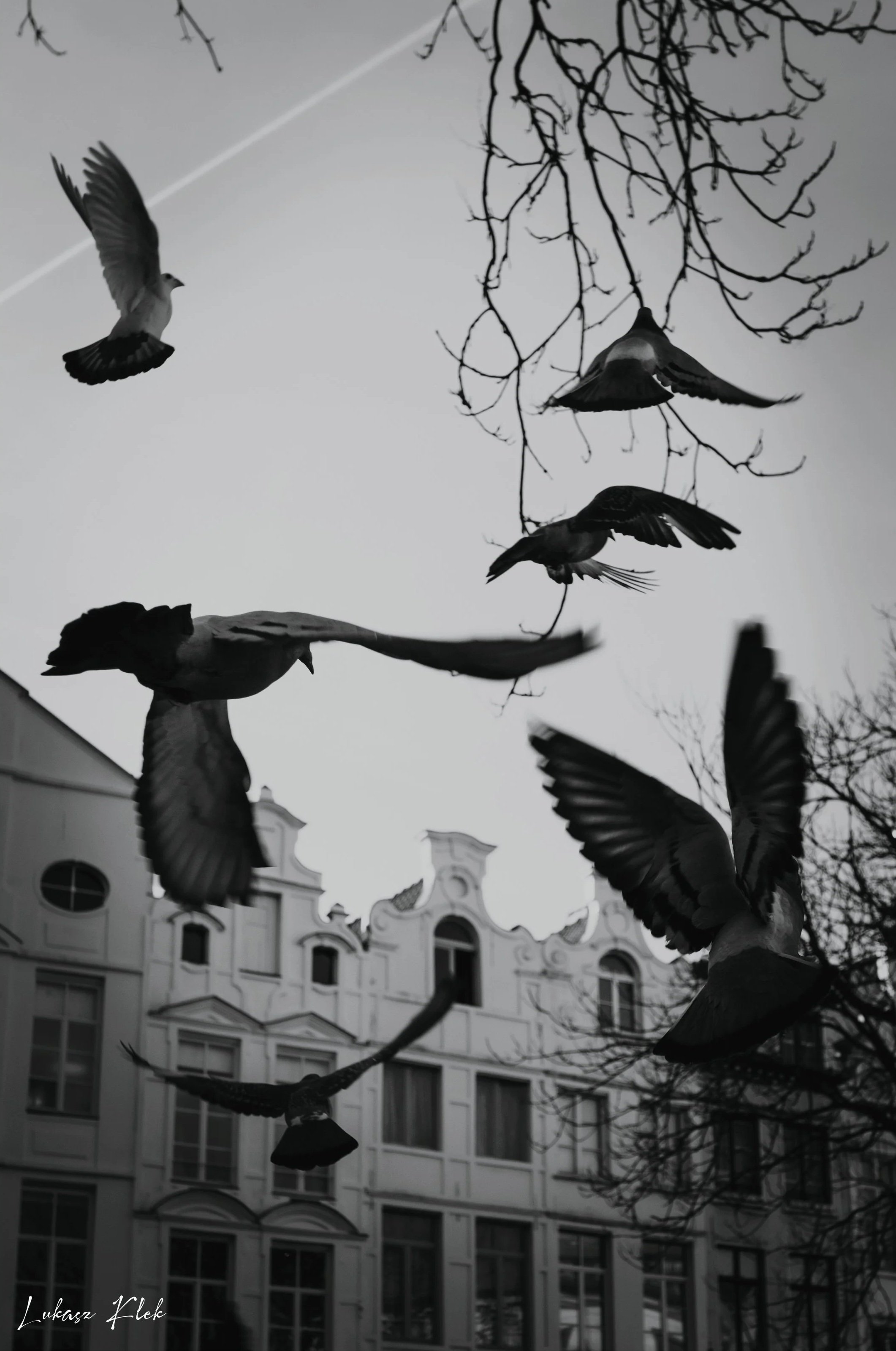 Black and white photo of birds flying around leafless tree branches against a gray sky, with a building in the background.