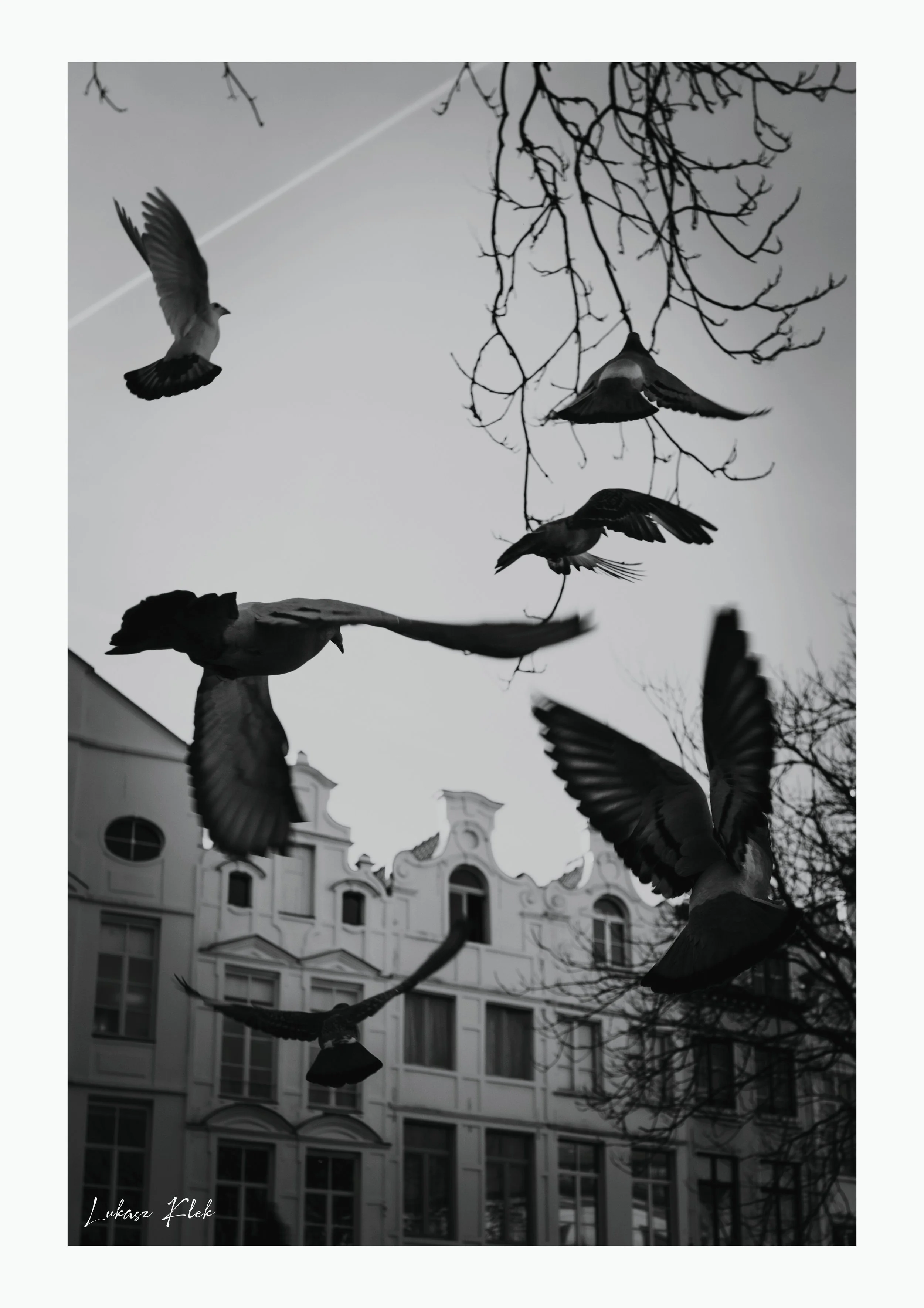 Urban Wings - Brussels