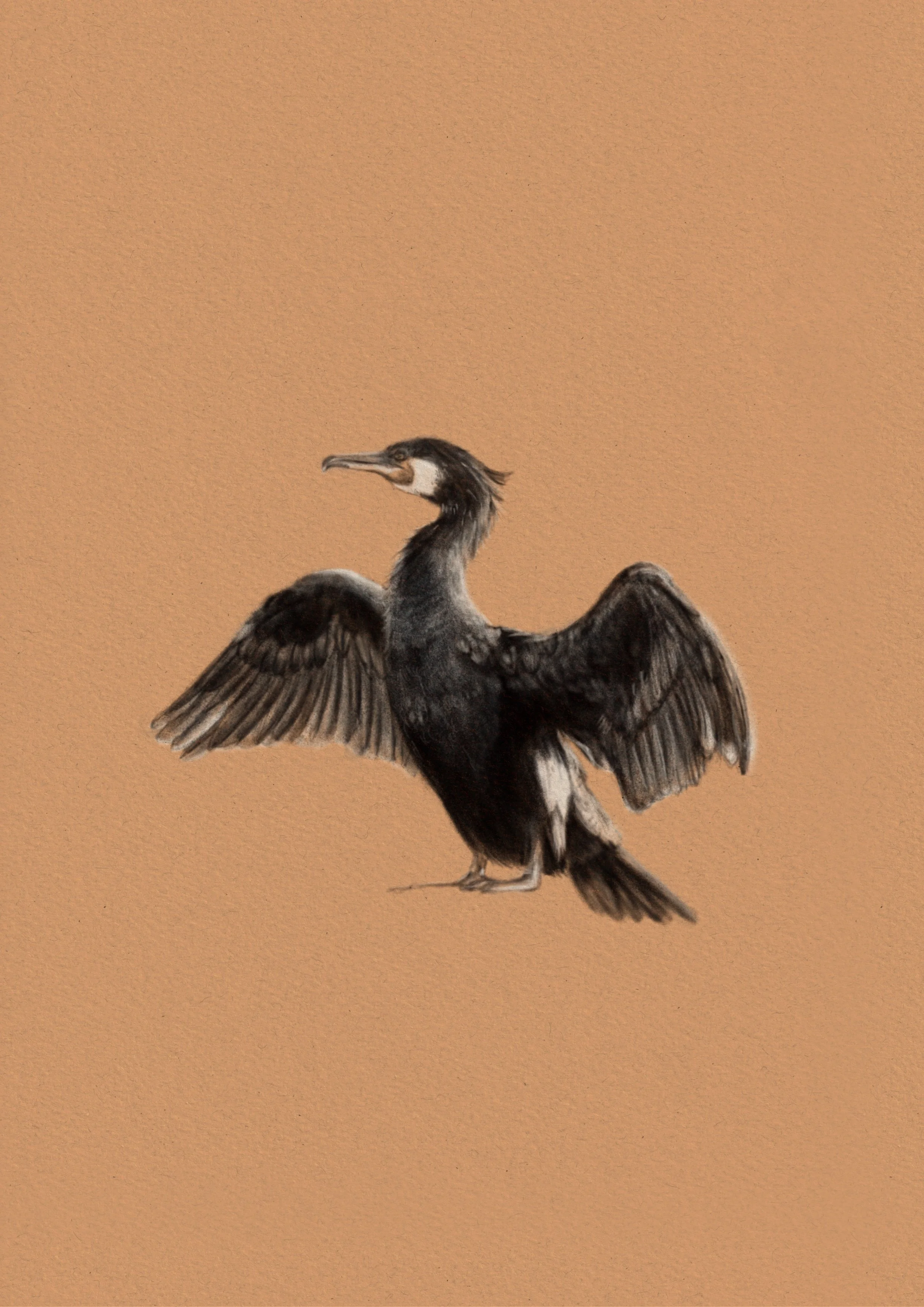 Shag
Digital Drawing
2025