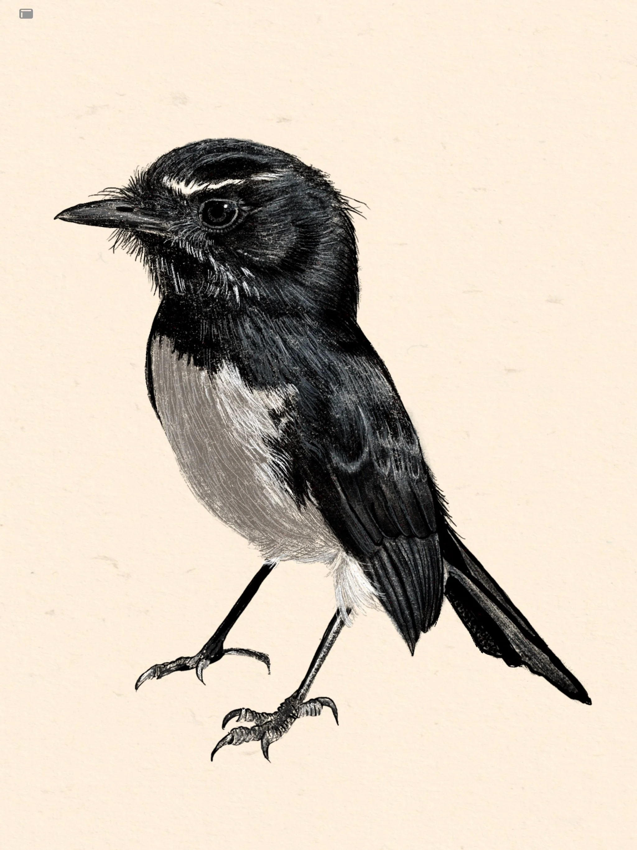 Day 7 of making art everyday. I&rsquo;ve been working on a project that I can&rsquo;t post yet on instagram so here&rsquo;s my drawing of my little wagtail mate