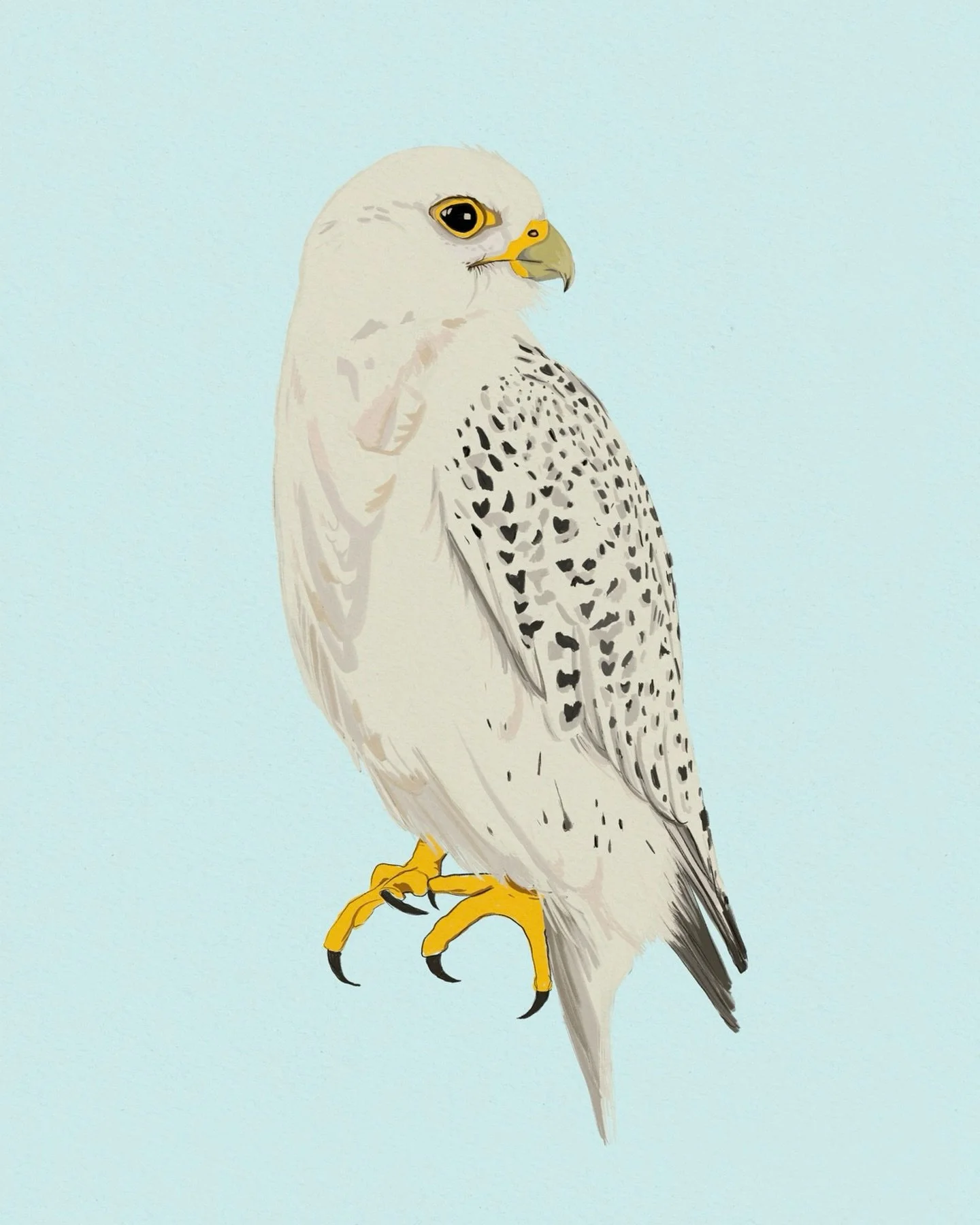 Making art every day so I can quit my job day 9. Today&rsquo;s drawing is a peregrine falcon