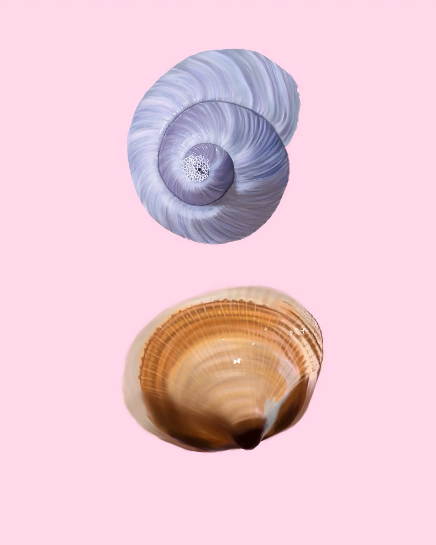 Making art everyday so I can quit my job day 11. Another shell drawing 🐚