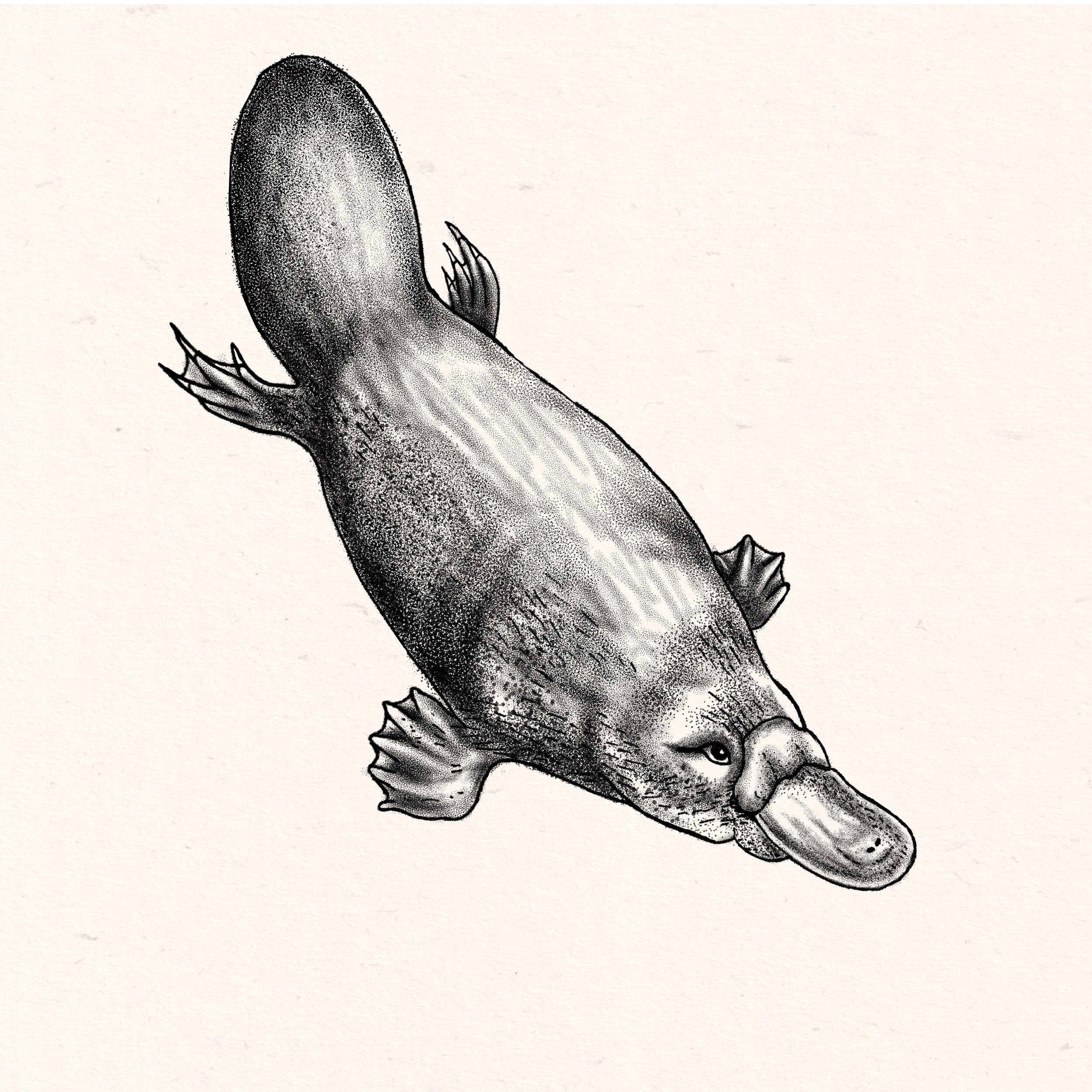 Platypus
Digital Drawing
2024