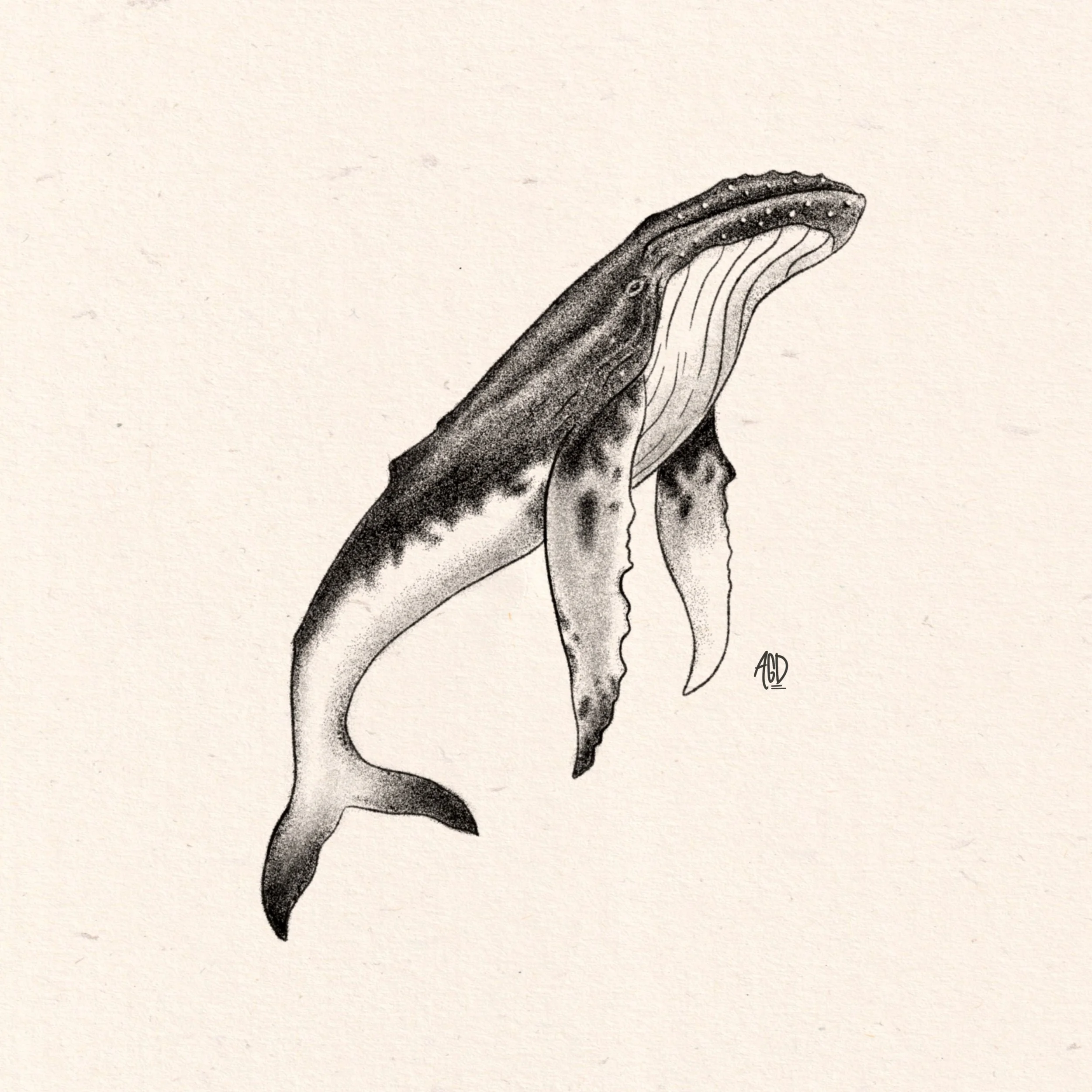 Humpback
Digital Drawing
2025