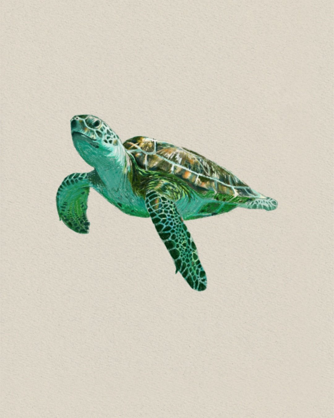 Turtle
Digital Drawing
2025